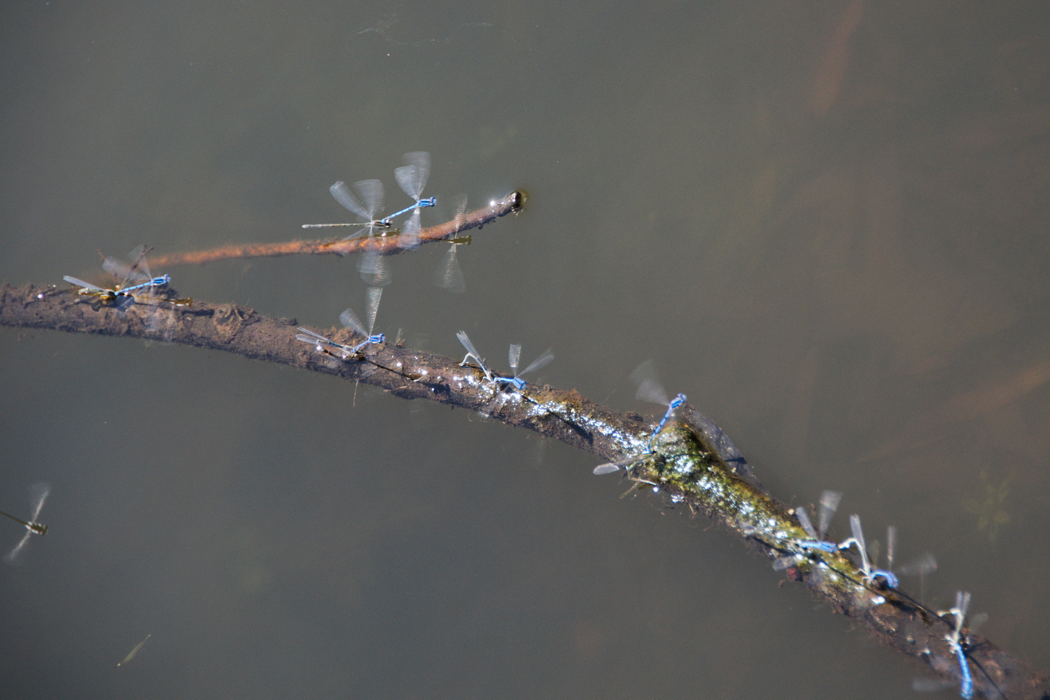 Nikon D5300 sample photo. Dragonflies making more dragonflies photography