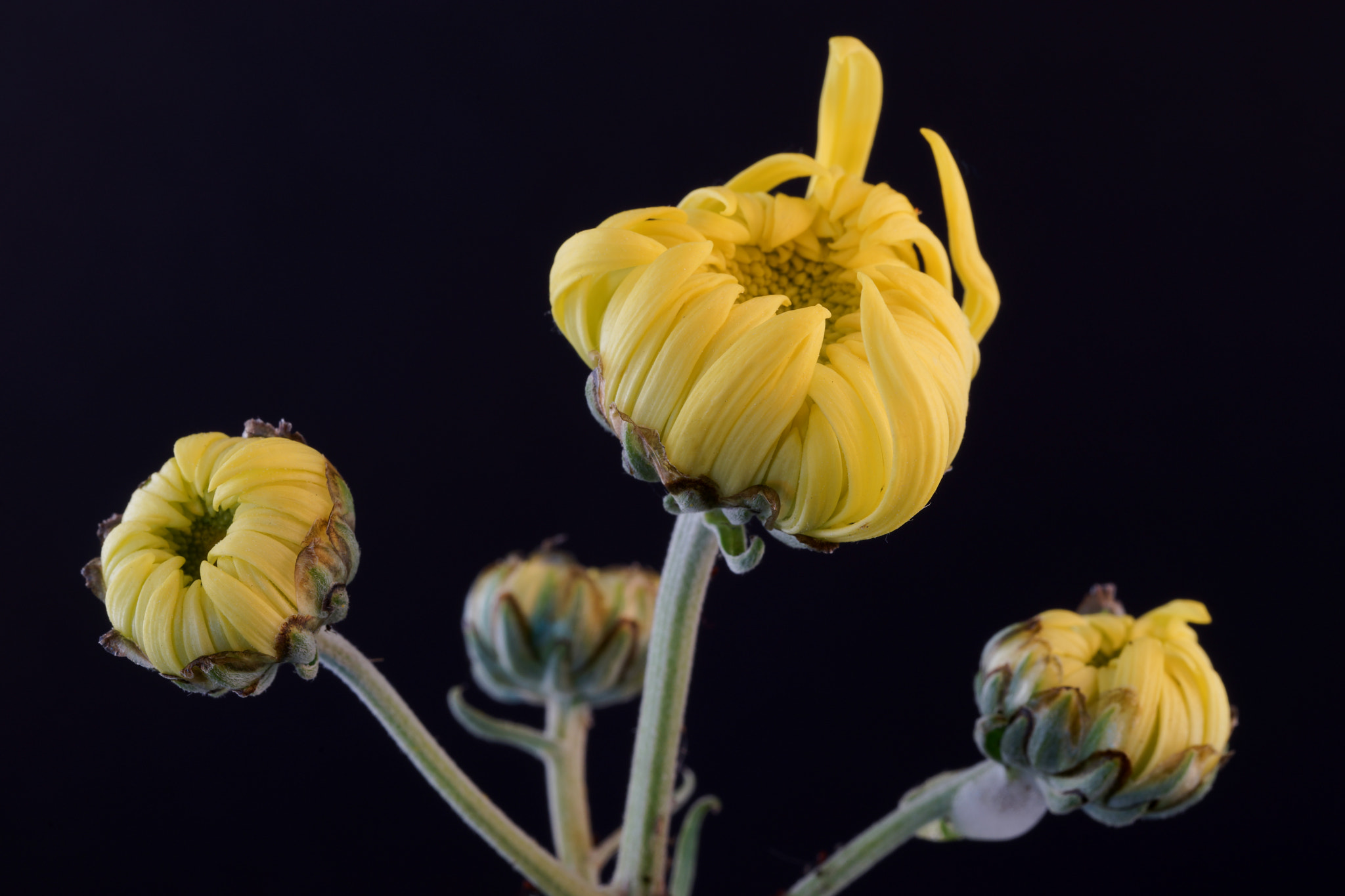 Sony a7 + Tamron SP 90mm F2.8 Di VC USD 1:1 Macro (F004) sample photo. Yellow buds. photography