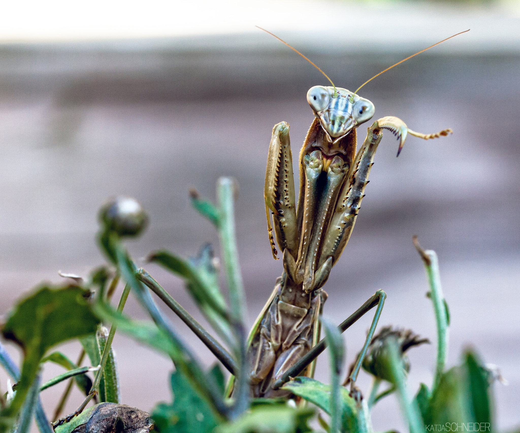 Canon EF 100mm F2.8L Macro IS USM sample photo. Mantis photography