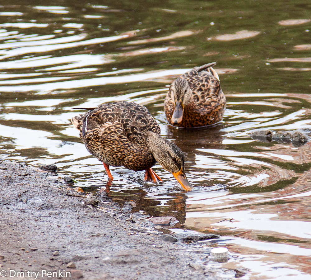 Canon EOS 500D (EOS Rebel T1i / EOS Kiss X3) sample photo. Pervomaysky's duck photography