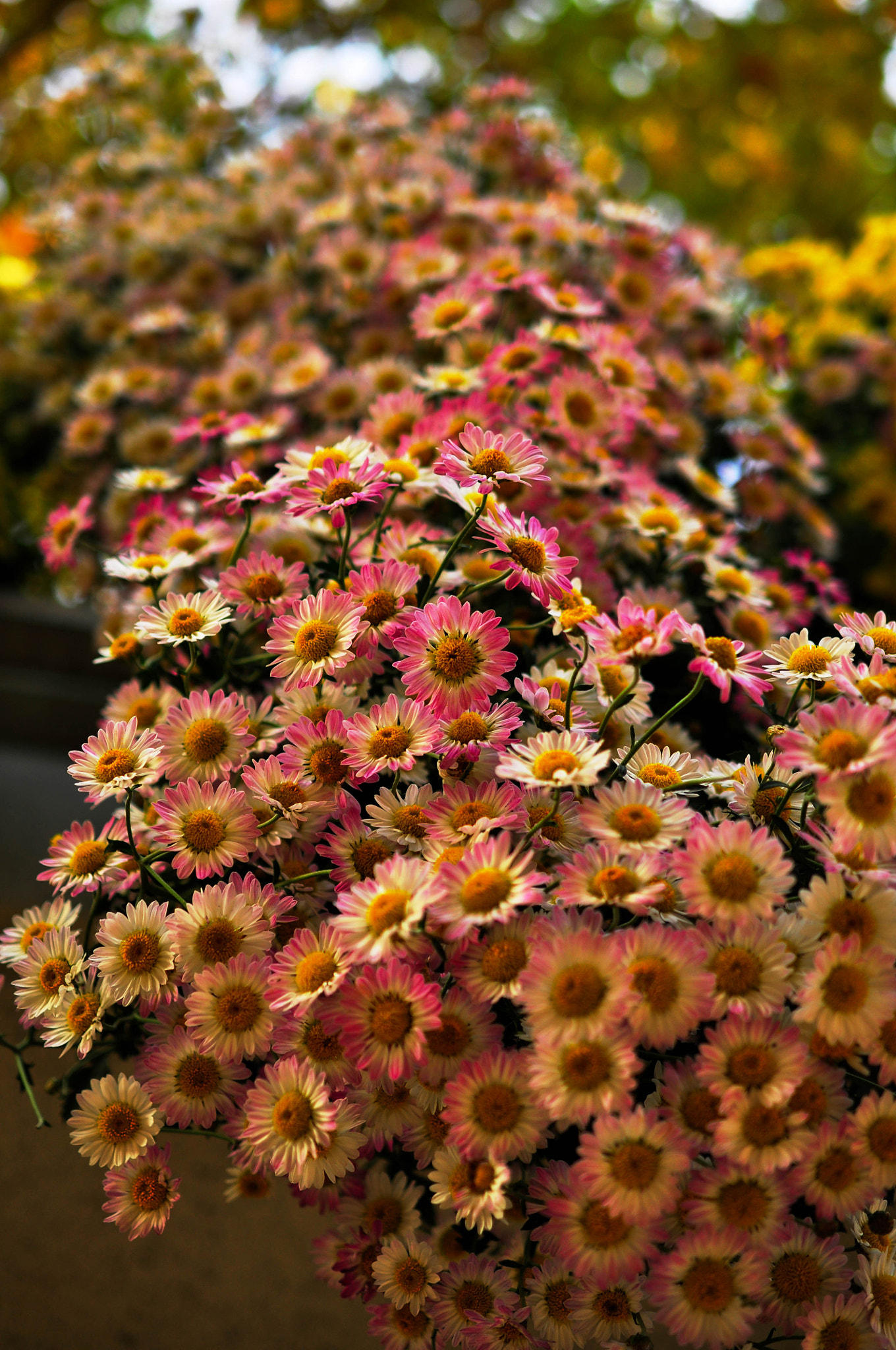 Nikon AF-S DX Micro Nikkor 40mm F2.8 sample photo