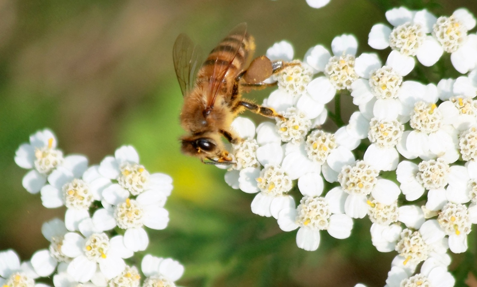 Canon EF 70-300mm F4-5.6 IS USM sample photo. Abeille photography