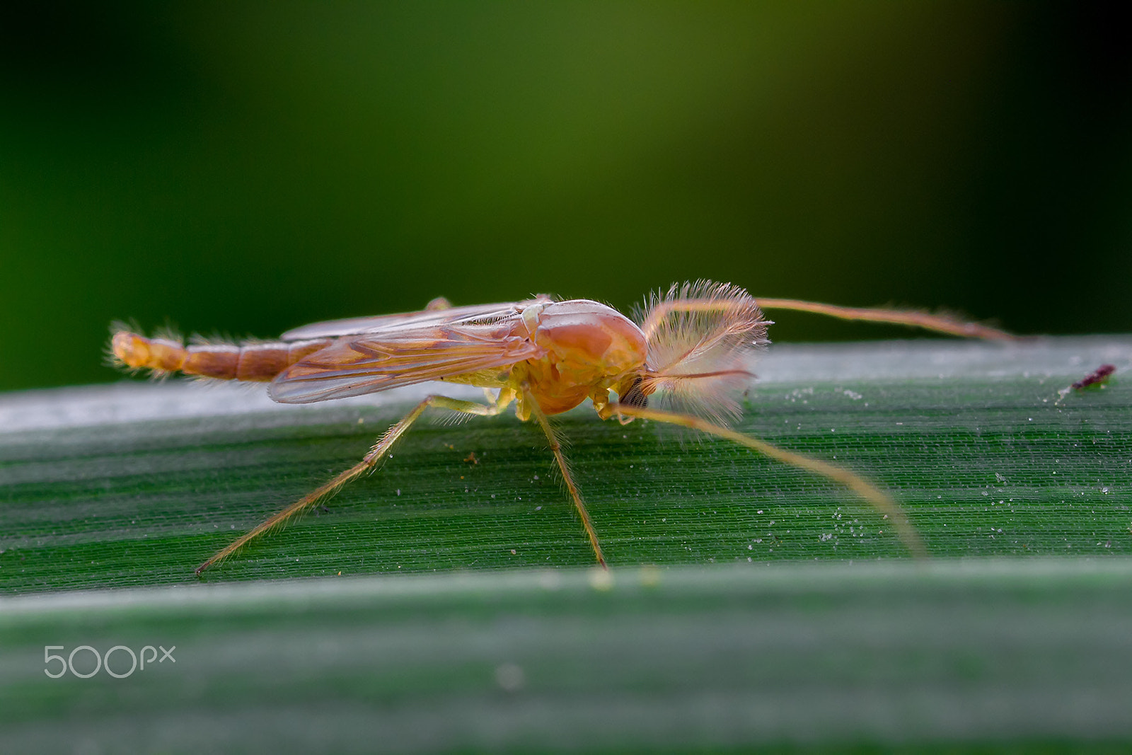 Canon MP-E 65mm F2.5 1-5x Macro Photo sample photo. 摇蚊 photography