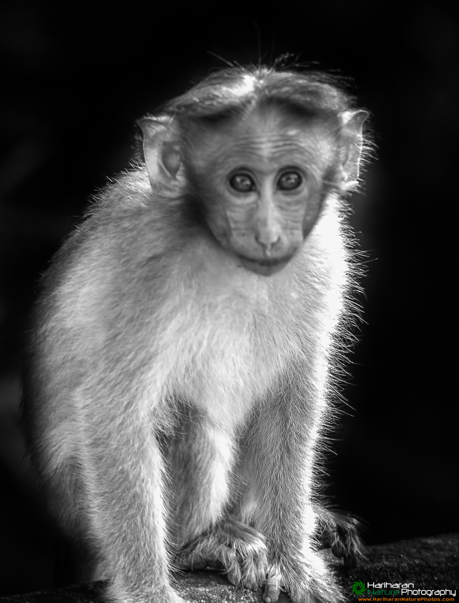 Nikon D750 + Sigma 150-500mm F5-6.3 DG OS HSM sample photo. B/w shot of bonnet macaque photography