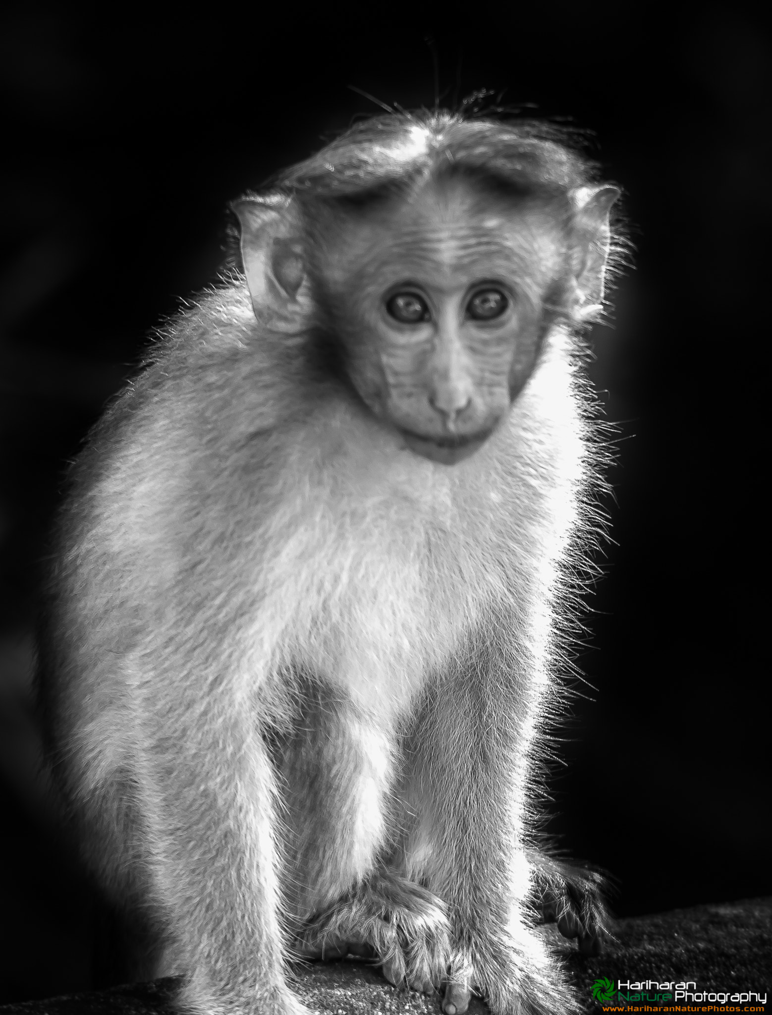 Sigma 150-500mm F5-6.3 DG OS HSM sample photo. B/w shot of bonnet macaque photography