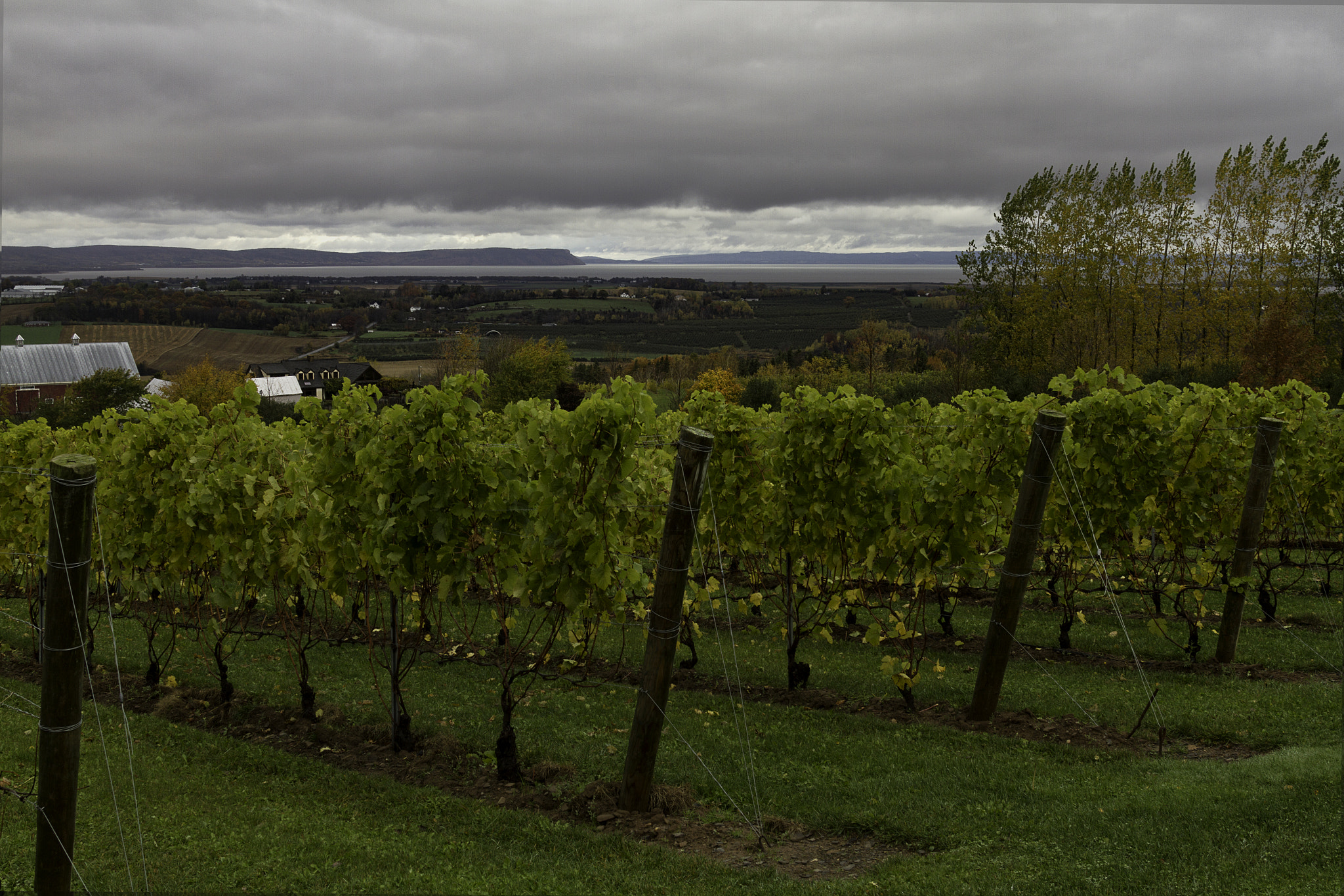 Canon EF 28-105mm f/3.5-4.5 USM sample photo. Luckett vineyards photography