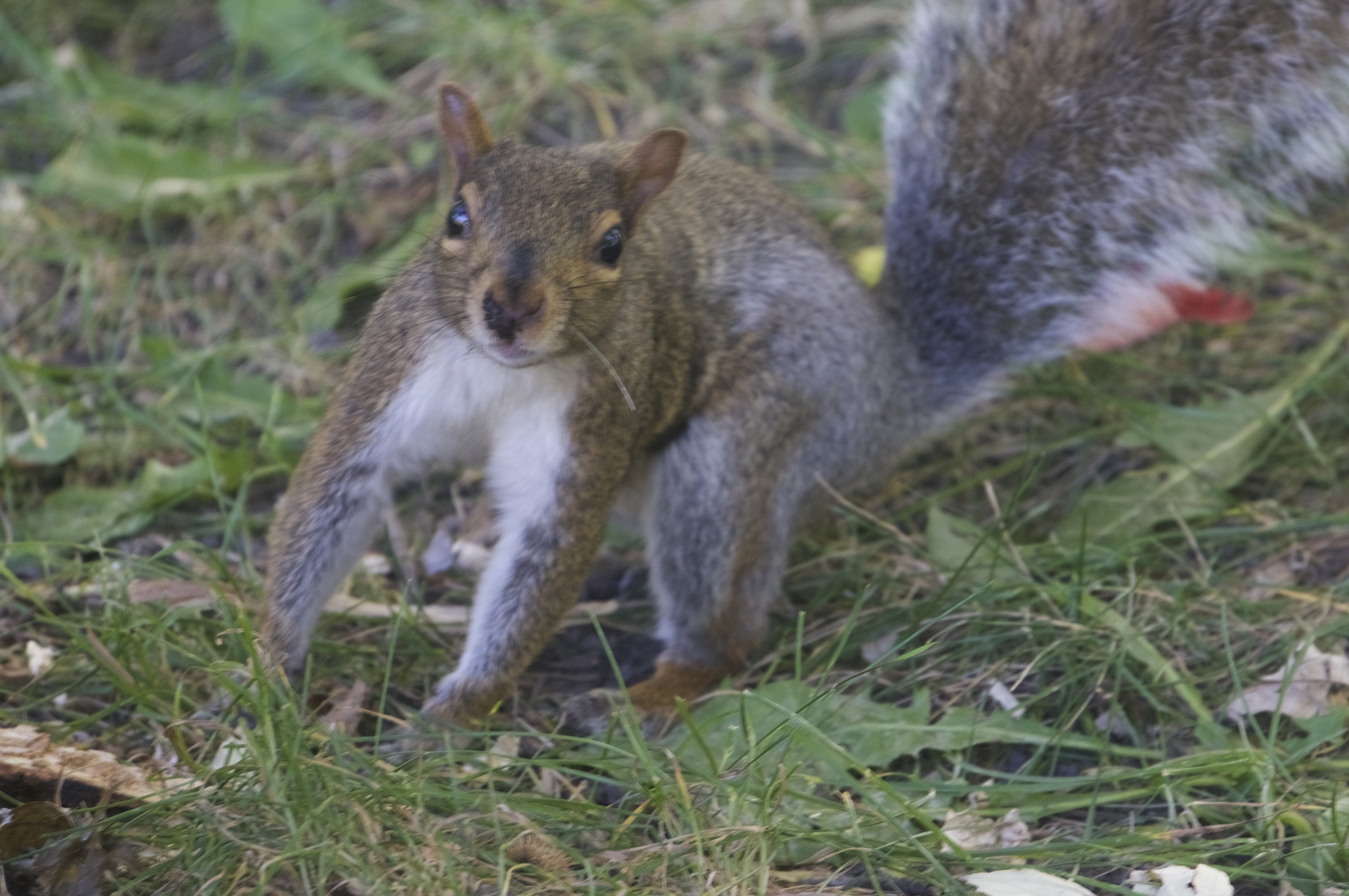 Sony Alpha NEX-5T + Sony E 55-210mm F4.5-6.3 OSS sample photo. Squirrel photography