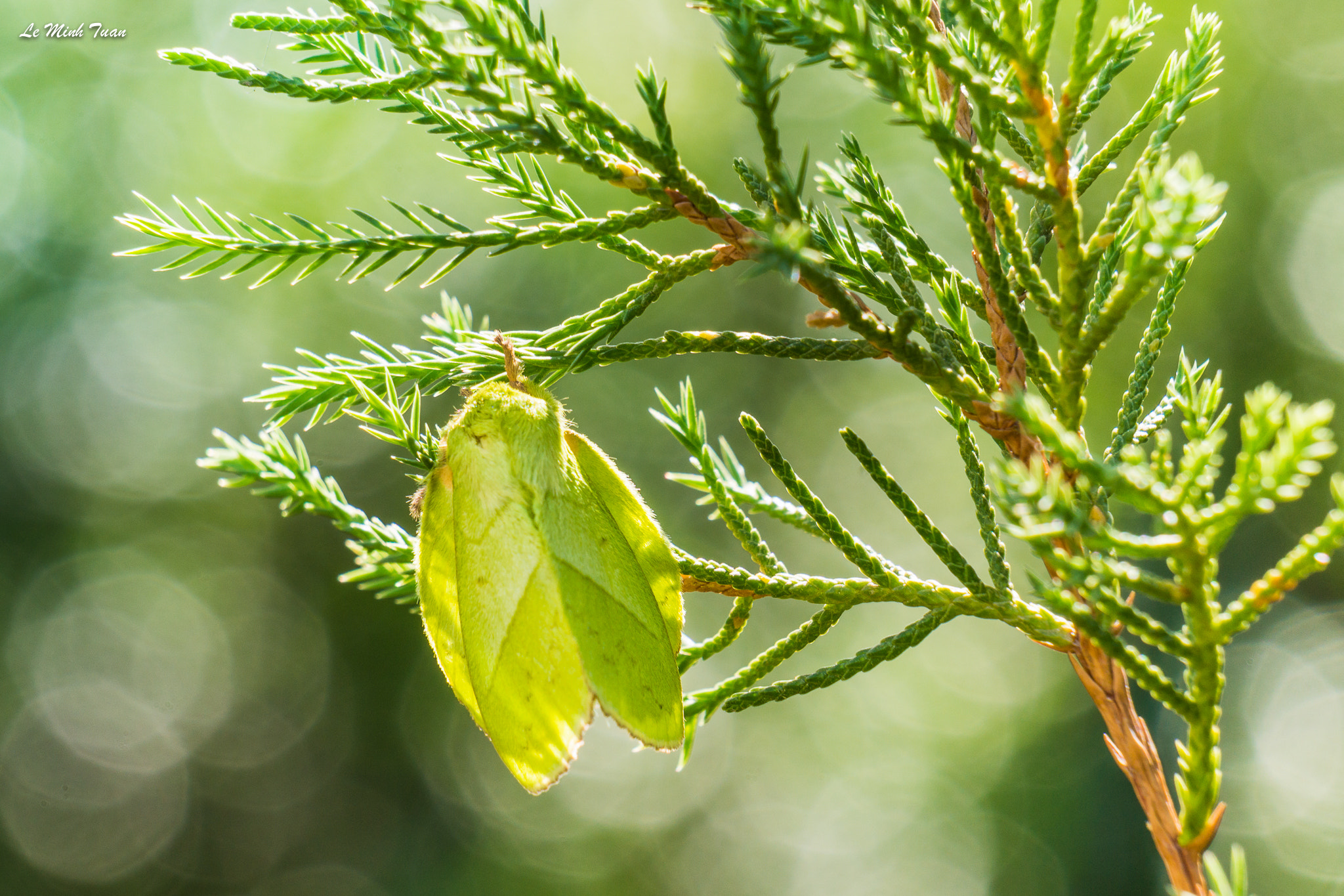 Sony Alpha NEX-7 sample photo. Green butterfly photography