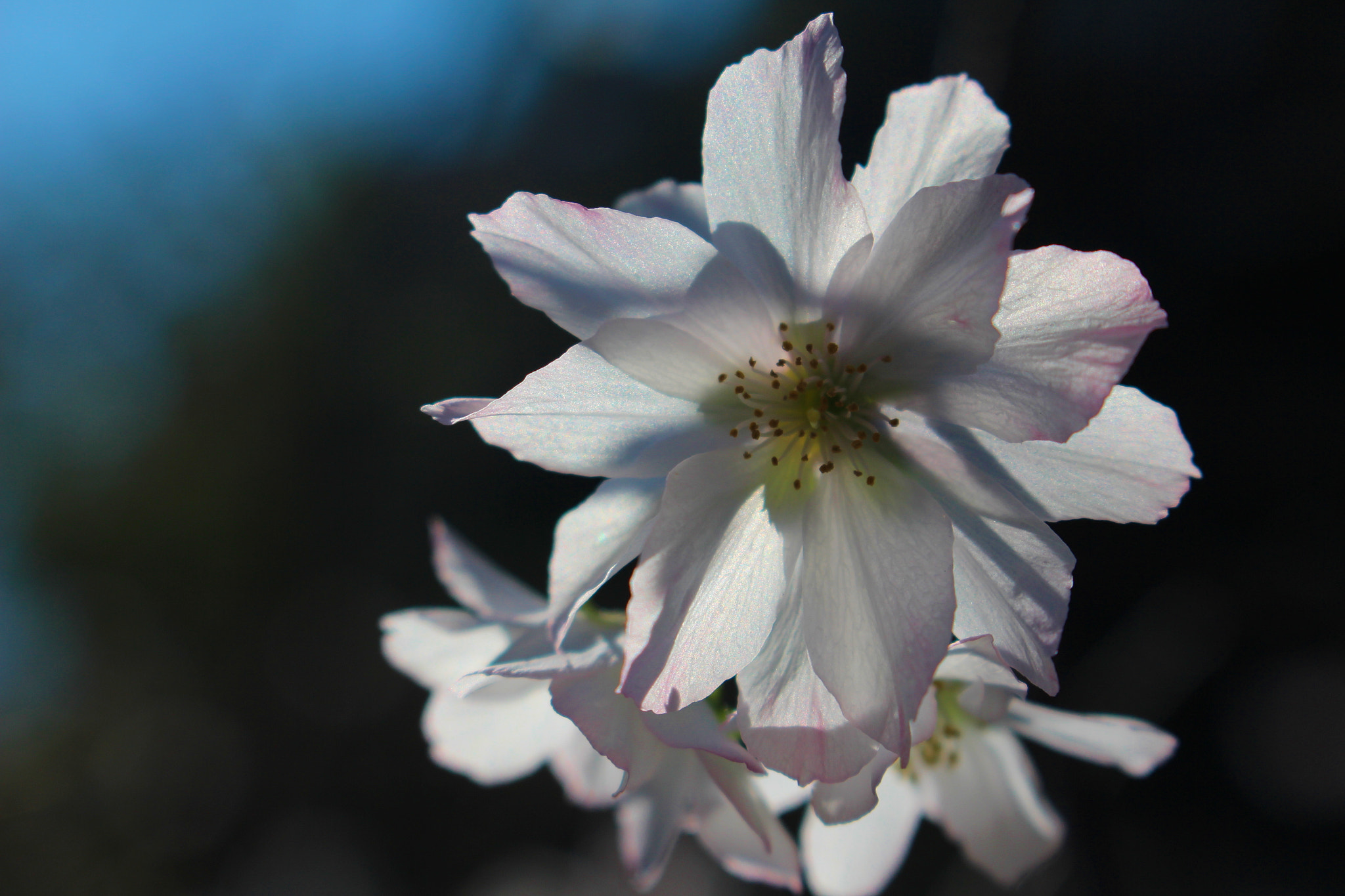 Canon EOS 700D (EOS Rebel T5i / EOS Kiss X7i) sample photo. Cherry blossom that blooms in autumn photography