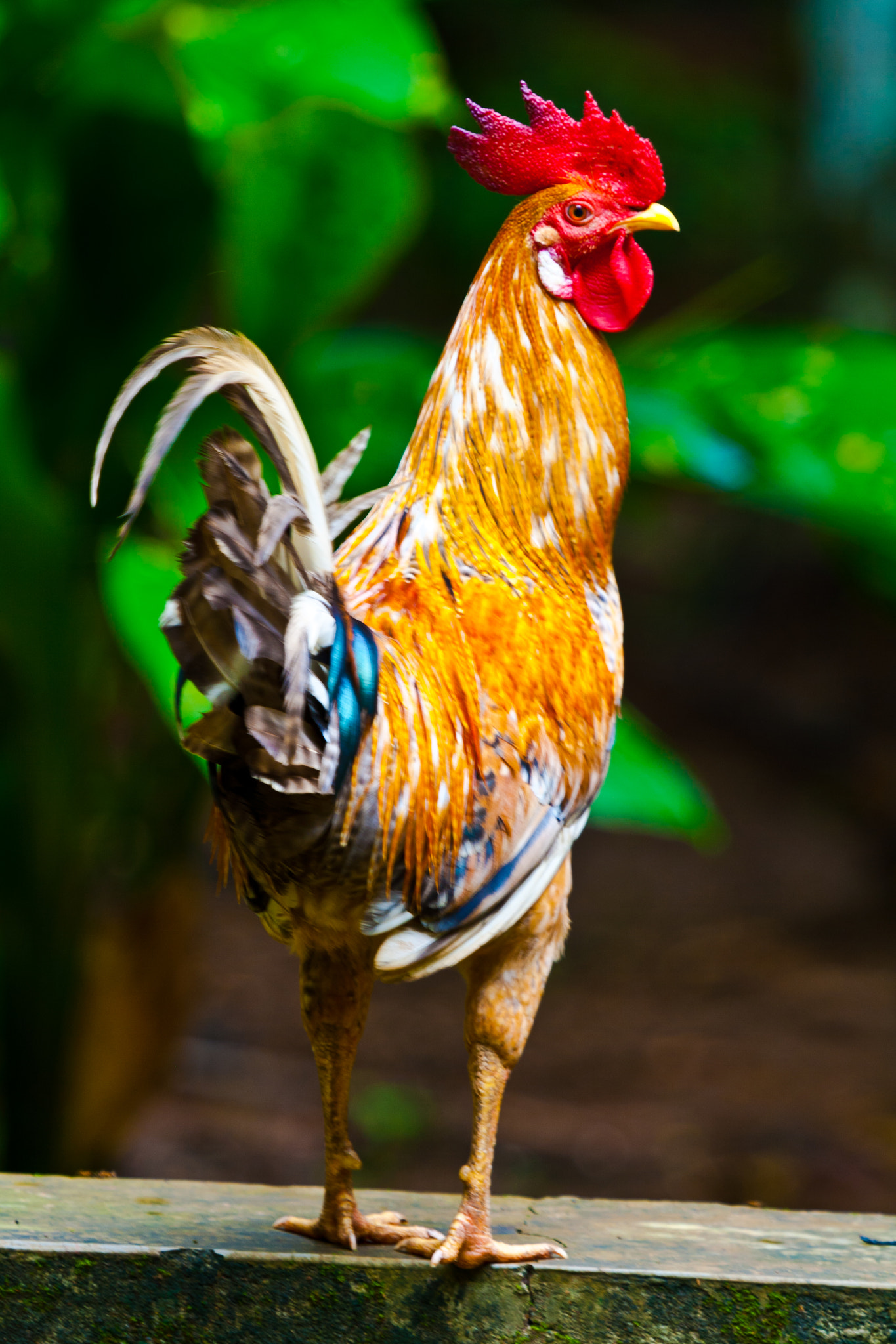 Canon EF 100-400mm F4.5-5.6L IS USM sample photo. Rooster on runway @ kerala photography