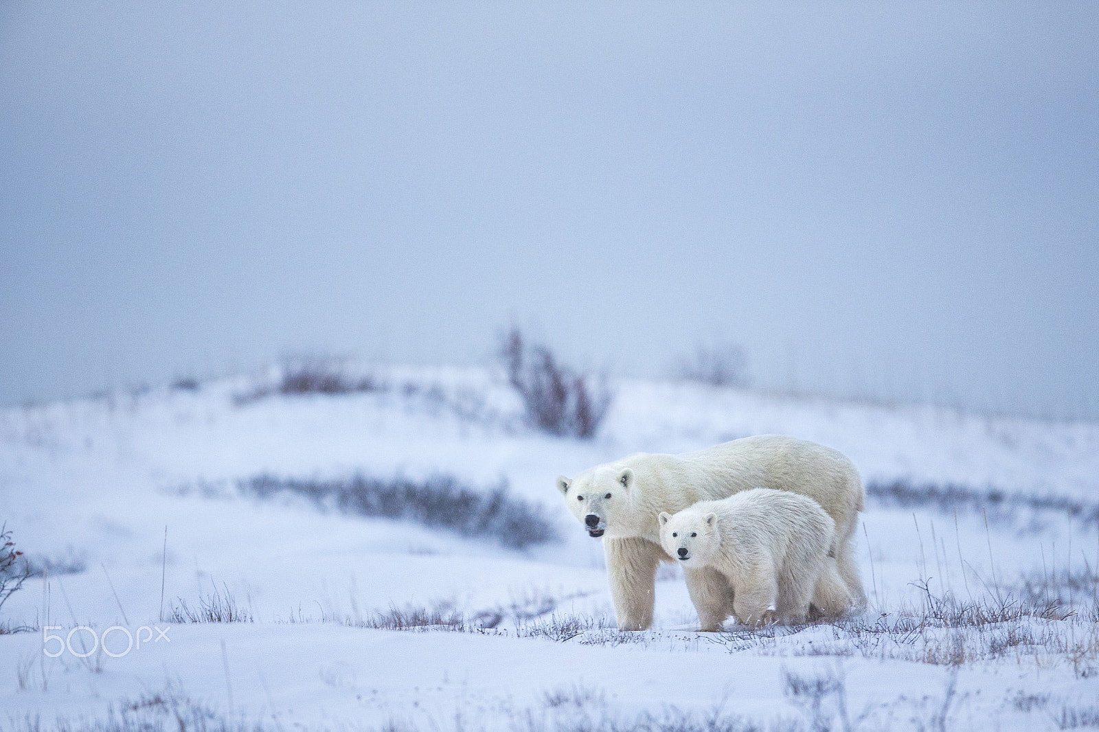 Canon EOS-1D X sample photo. Polar bear and cub photography