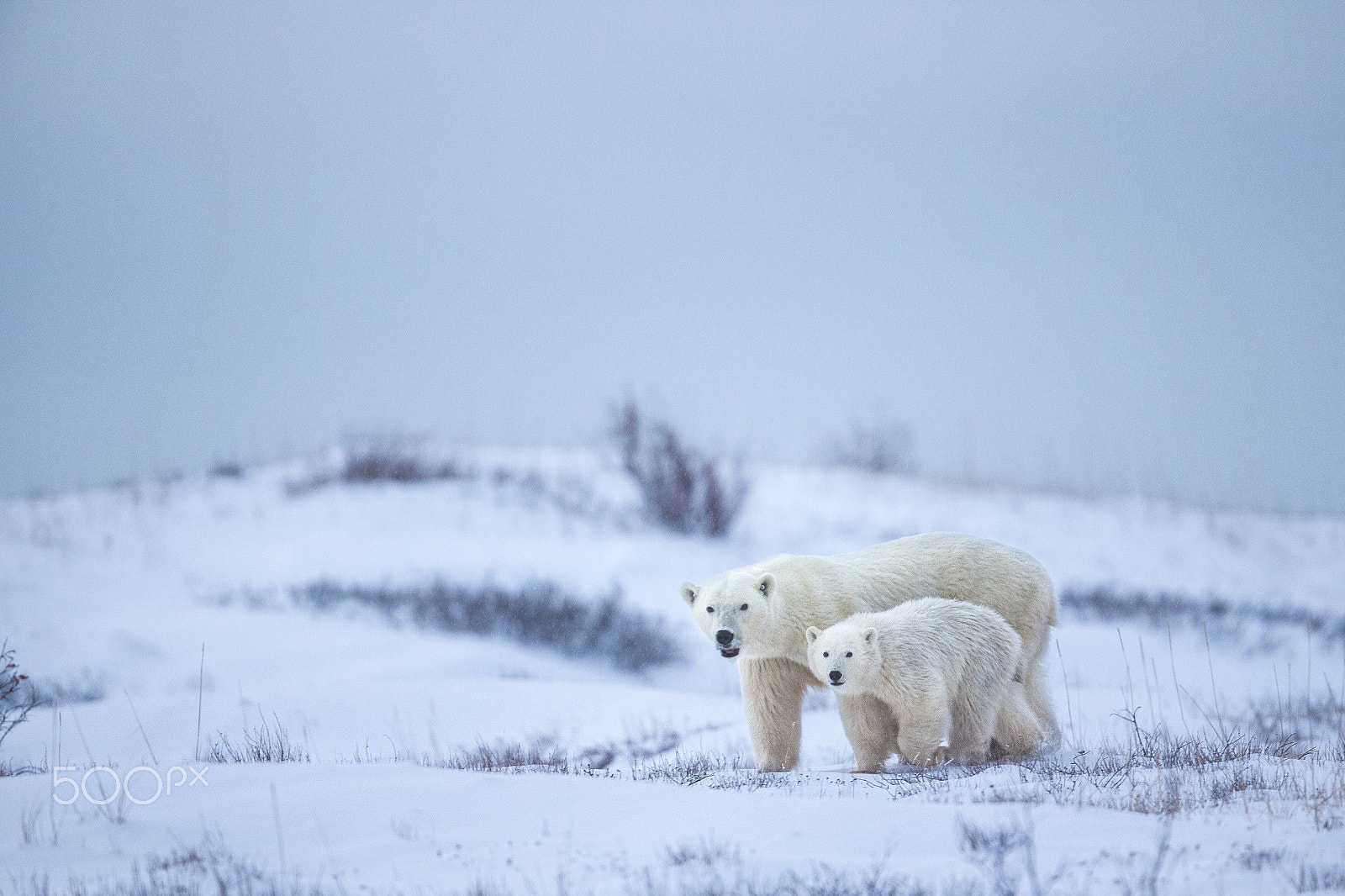 Canon EF 600mm F4L IS II USM sample photo. Polar bear and cub photography