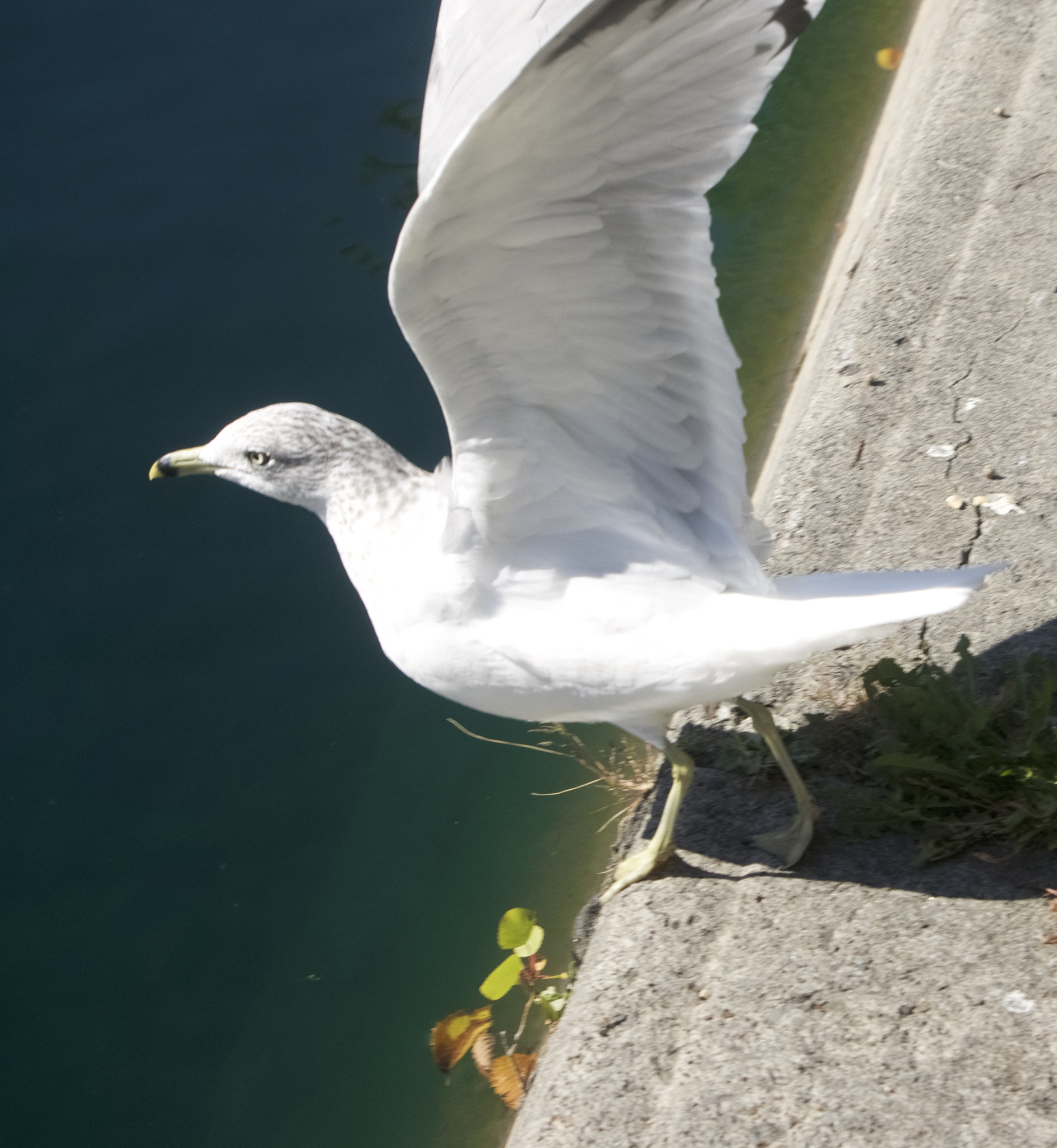 Sony Alpha NEX-5T + Sony E 55-210mm F4.5-6.3 OSS sample photo. Bird take off photography