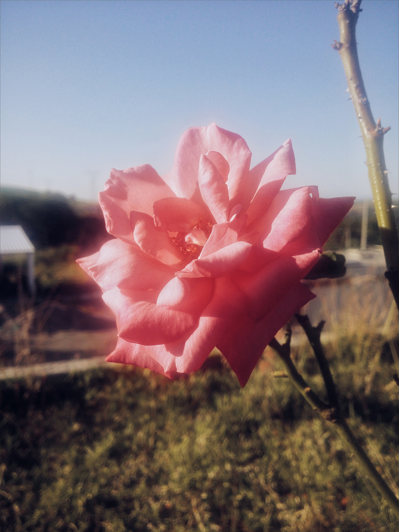 LG G3 Stylus sample photo. Flower in the air photography