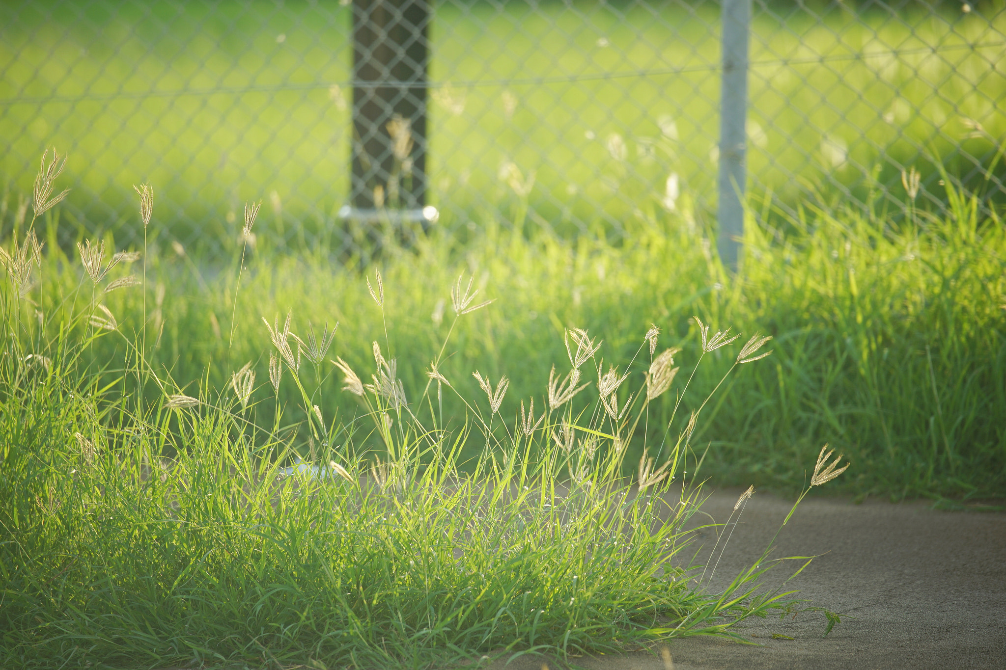 Sony a7R + Sony FE 70-200mm F2.8 GM OSS sample photo. Grass photography