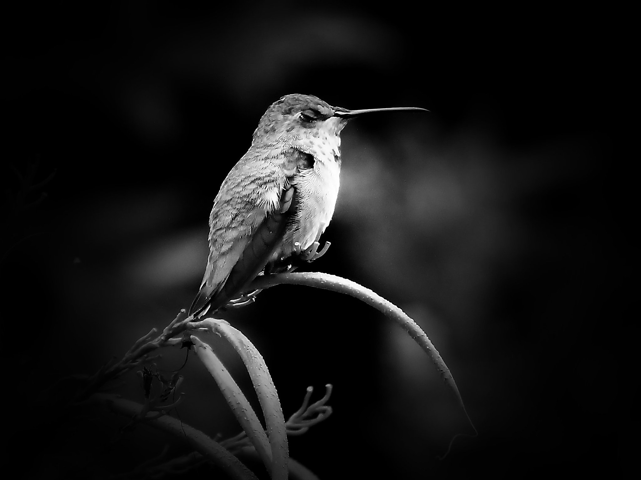 Canon EOS 100D (EOS Rebel SL1 / EOS Kiss X7) sample photo. The hummer sleeps tonight... photography