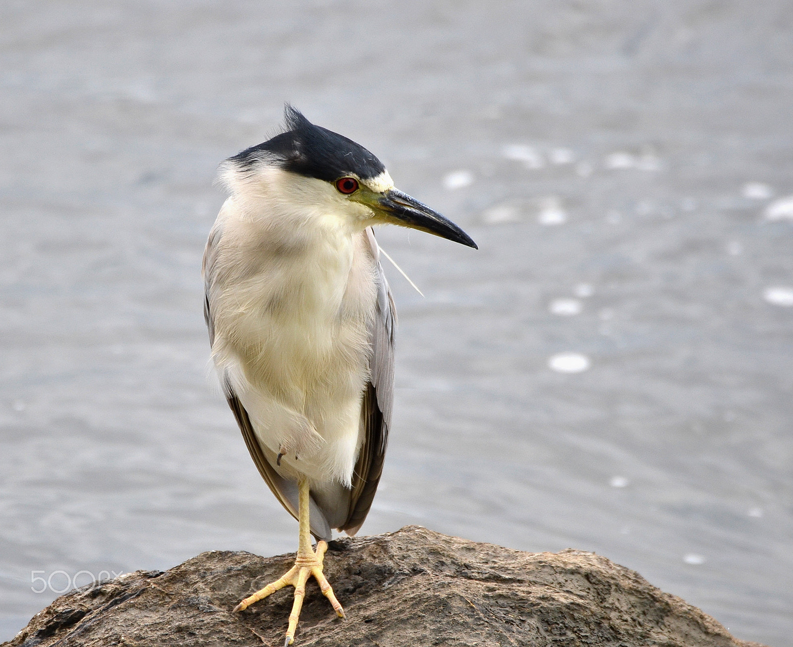 Sigma 150-600mm F5-6.3 DG OS HSM | C sample photo. On balance photography