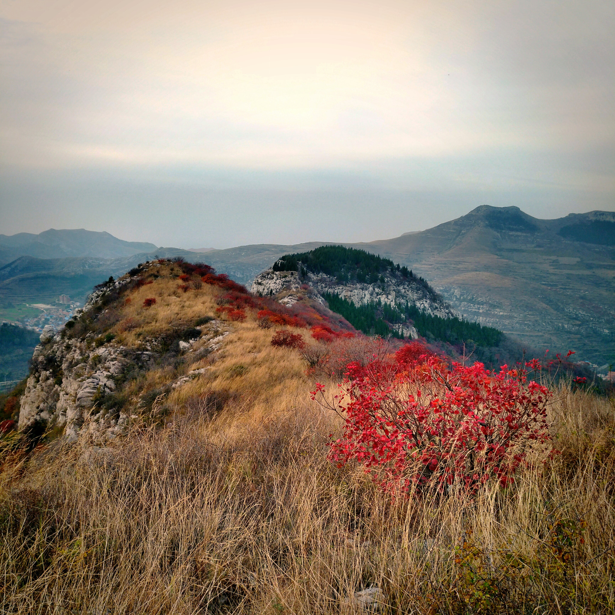 nubia Z11 MINI sample photo. 红叶 photography