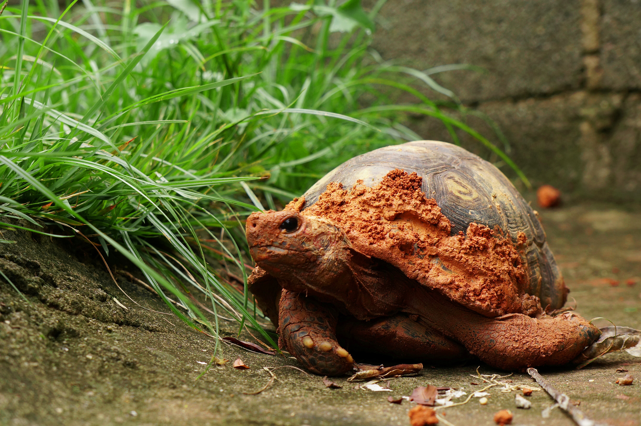 Sony Alpha NEX-6 + Sony E 55-210mm F4.5-6.3 OSS sample photo. Muddy turtle photography