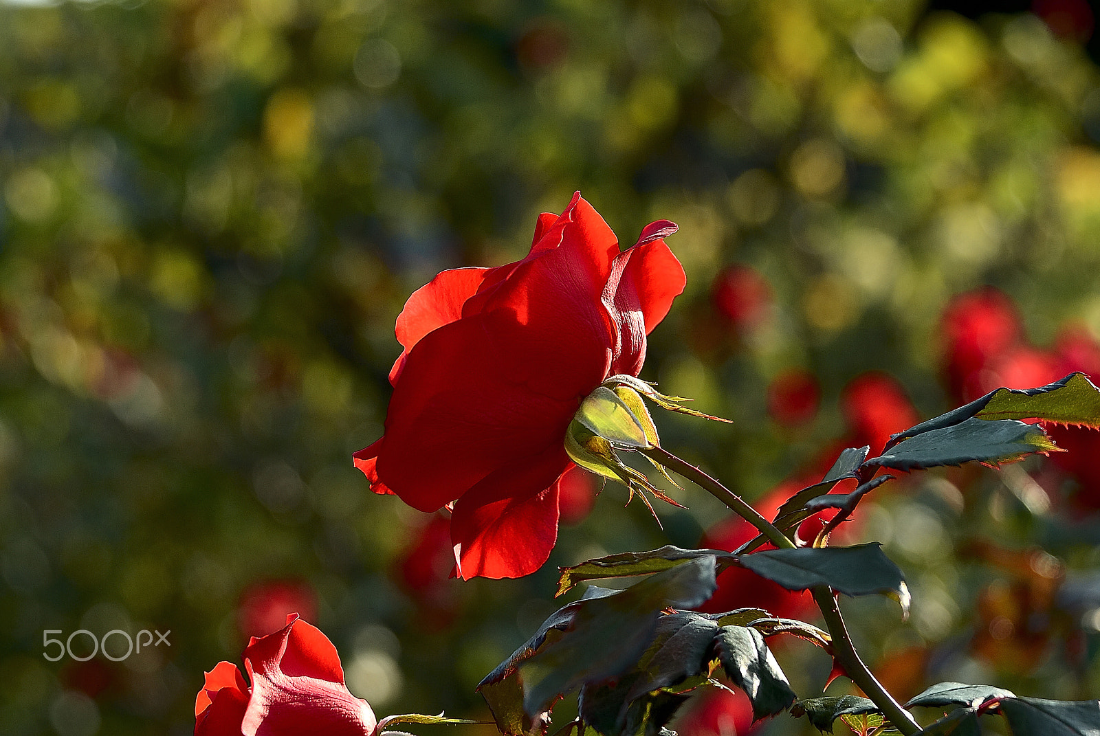 Nikon D200 sample photo. Rose bud natural light 2 photography
