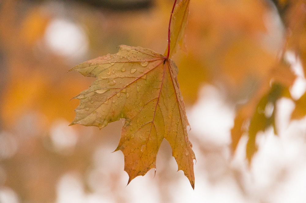 Tamron 18-270mm F3.5-6.3 Di II PZD sample photo. Fall season one of my favorites with lot of colors photography