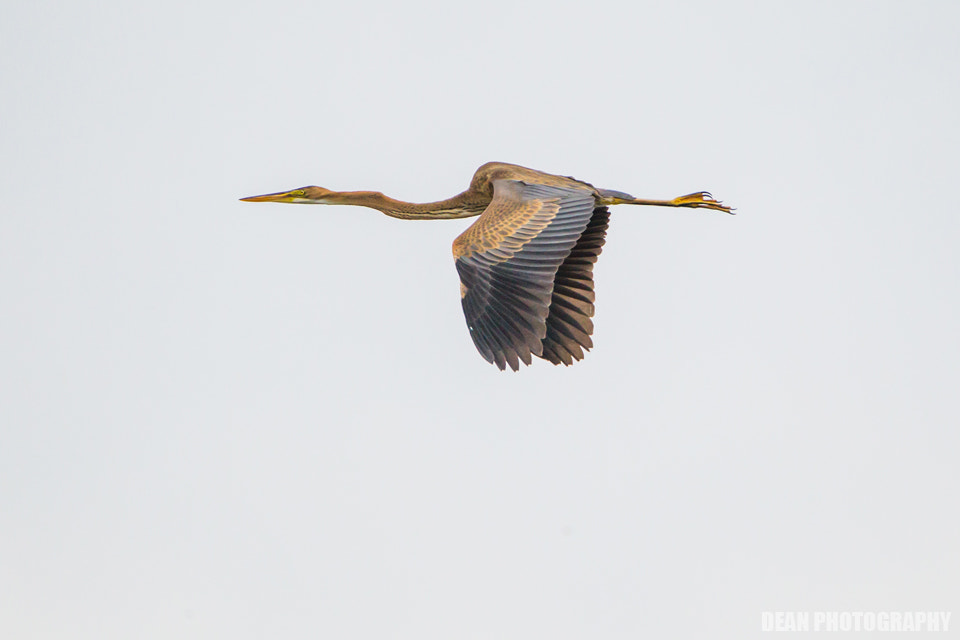 Canon EOS-1D Mark IV sample photo. Flying photography