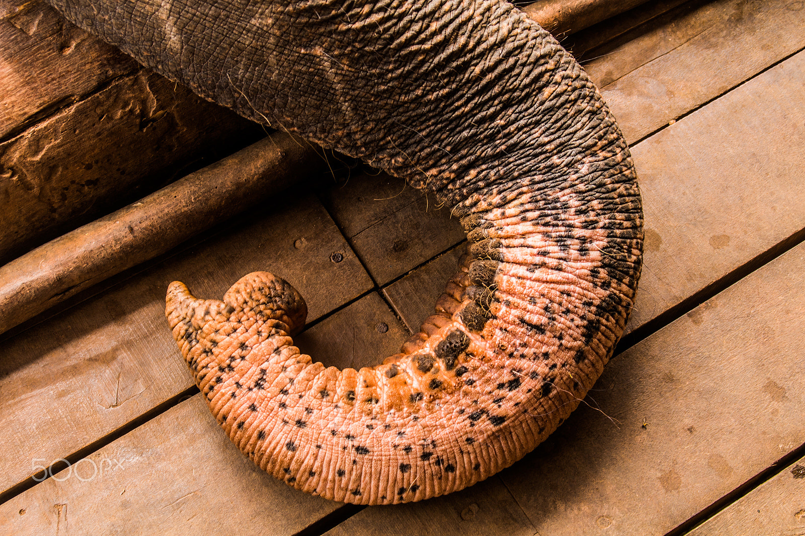 Canon EF 35-105mm f/3.5-4.5 sample photo. Trunk curl photography
