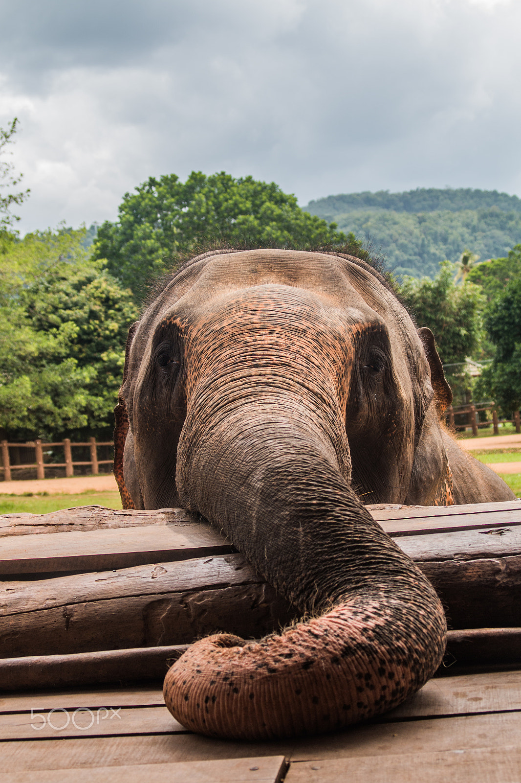 Canon EF 35-105mm f/3.5-4.5 sample photo. Elephant portrait photography
