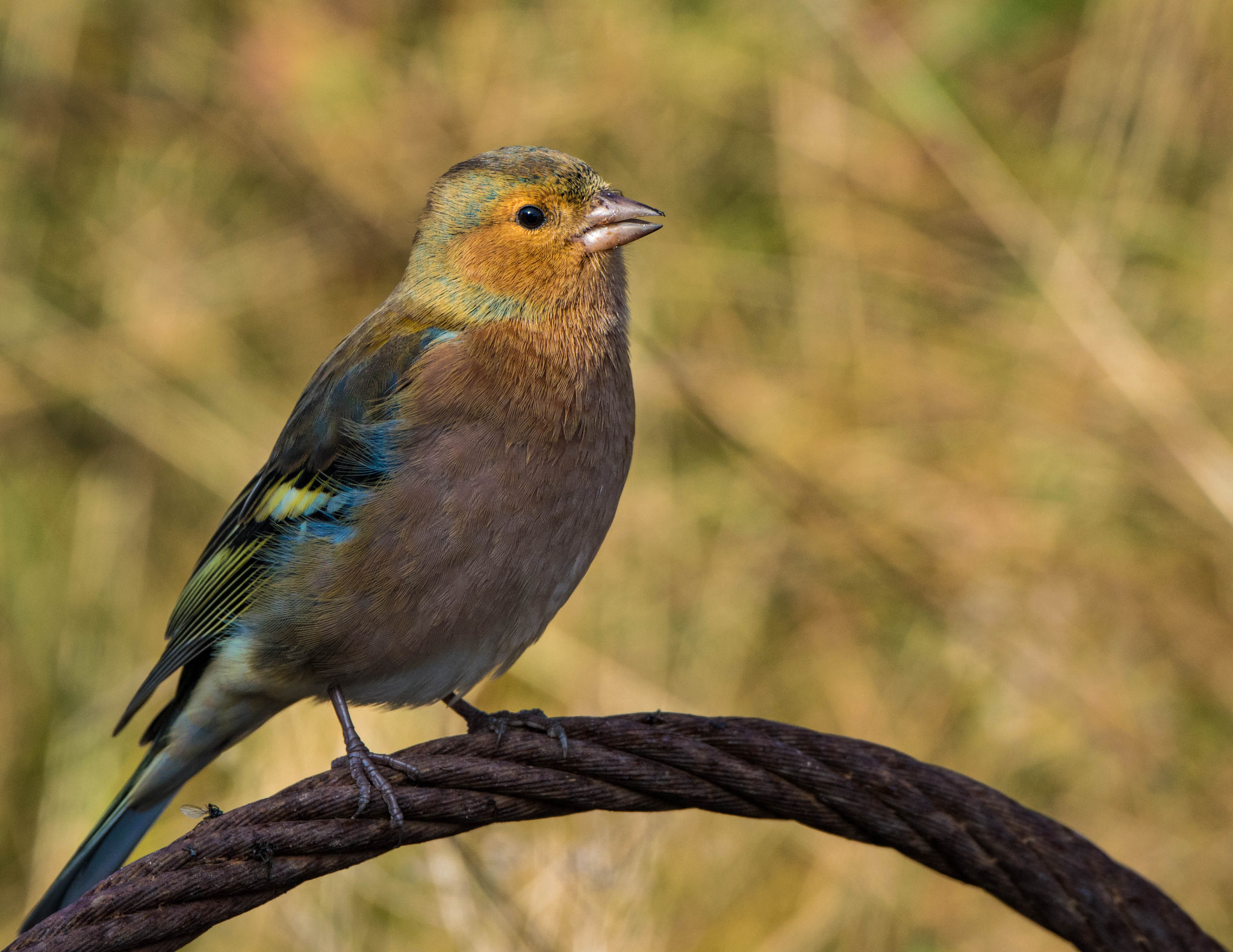 Nikon D5300 sample photo. Chaffinch male photography