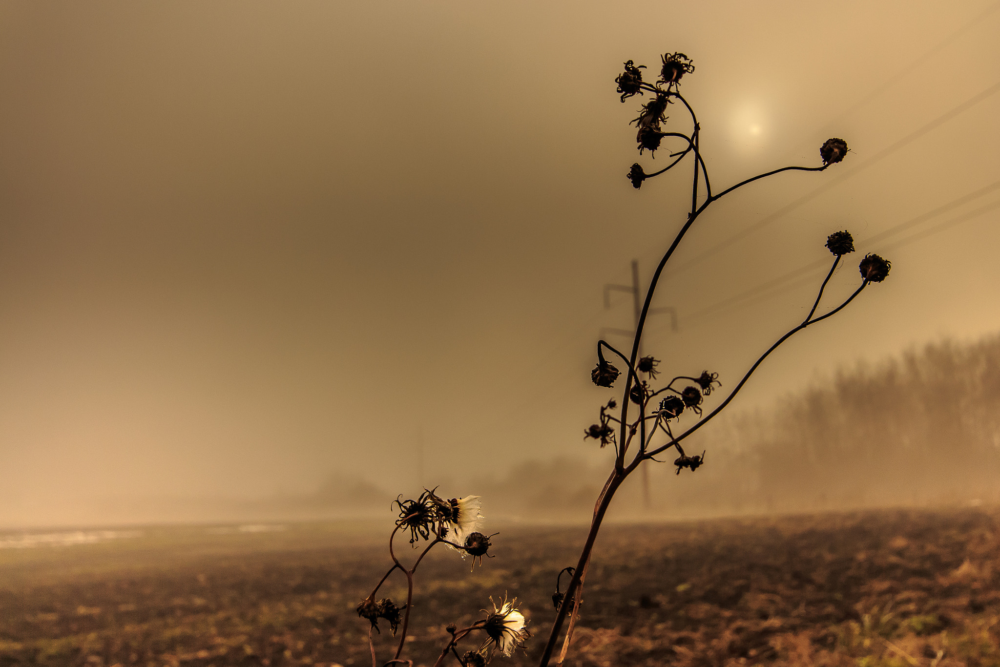 Canon EOS 650D (EOS Rebel T4i / EOS Kiss X6i) sample photo. Early evening fog photography