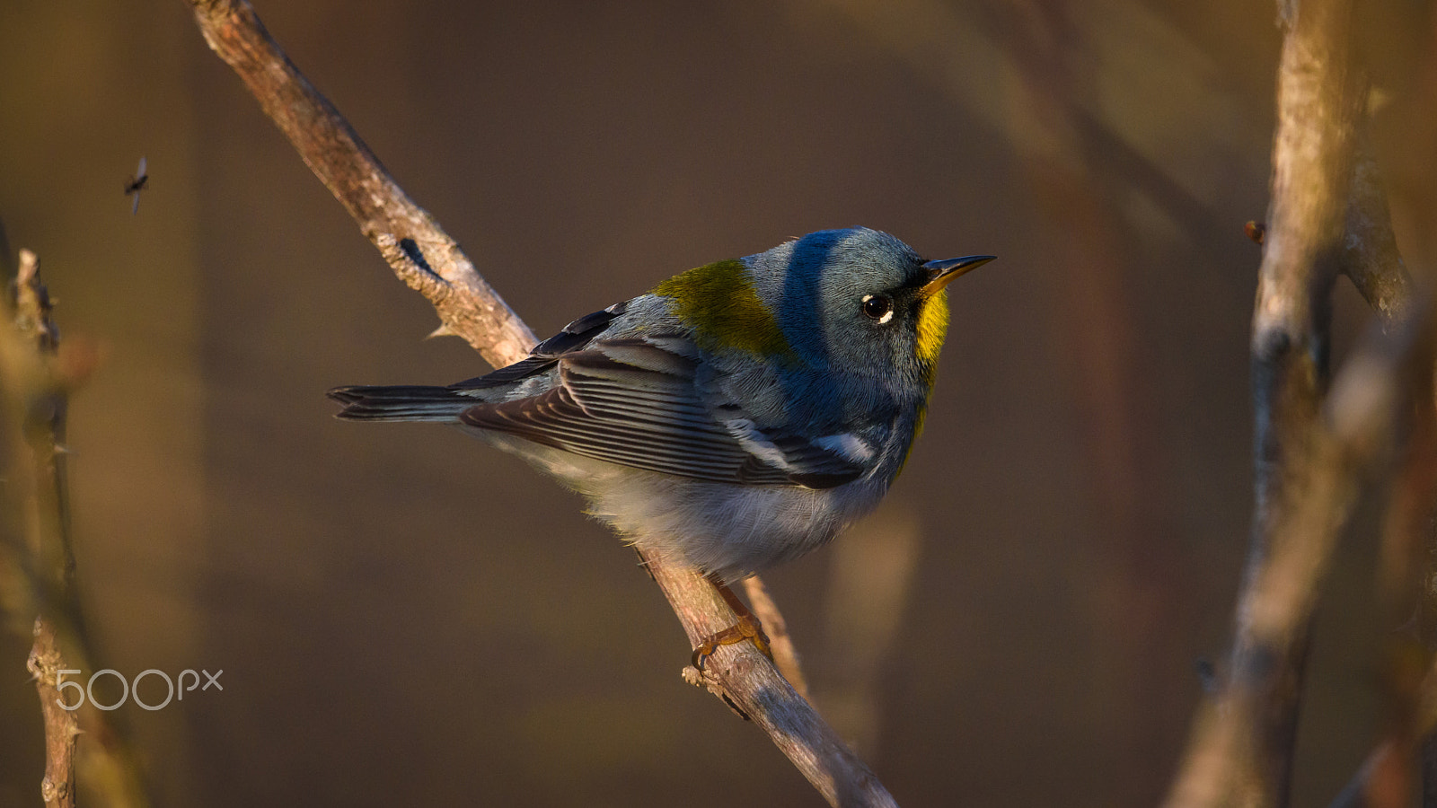 Nikon D810 sample photo. Northern parula in the morning photography
