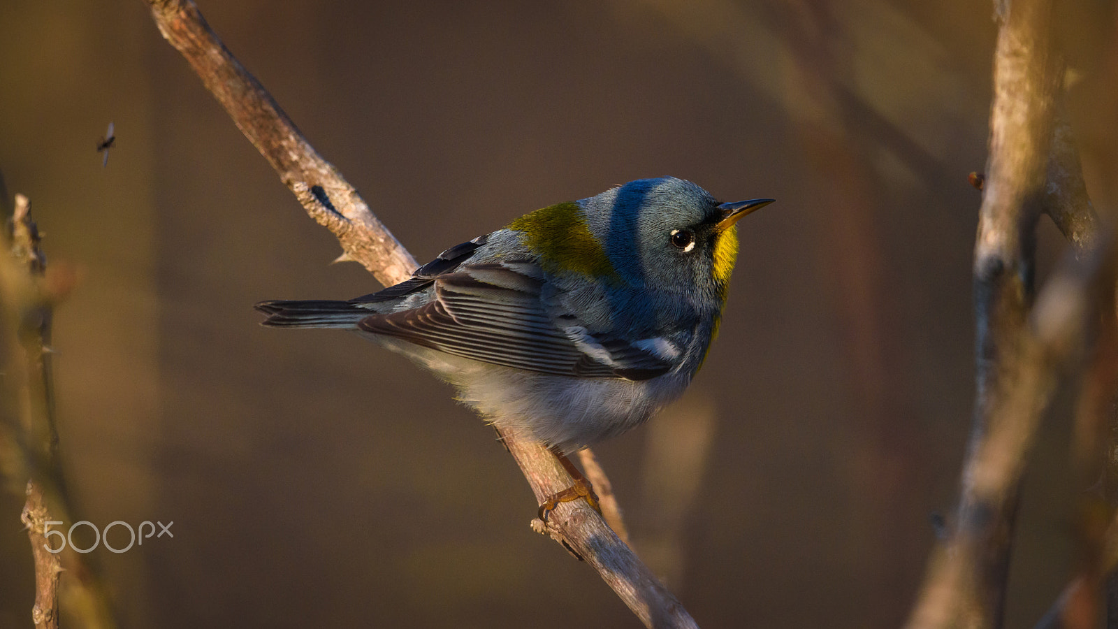 Nikon AF-S Nikkor 500mm F4E FL ED VR sample photo. Northern parula in the morning photography