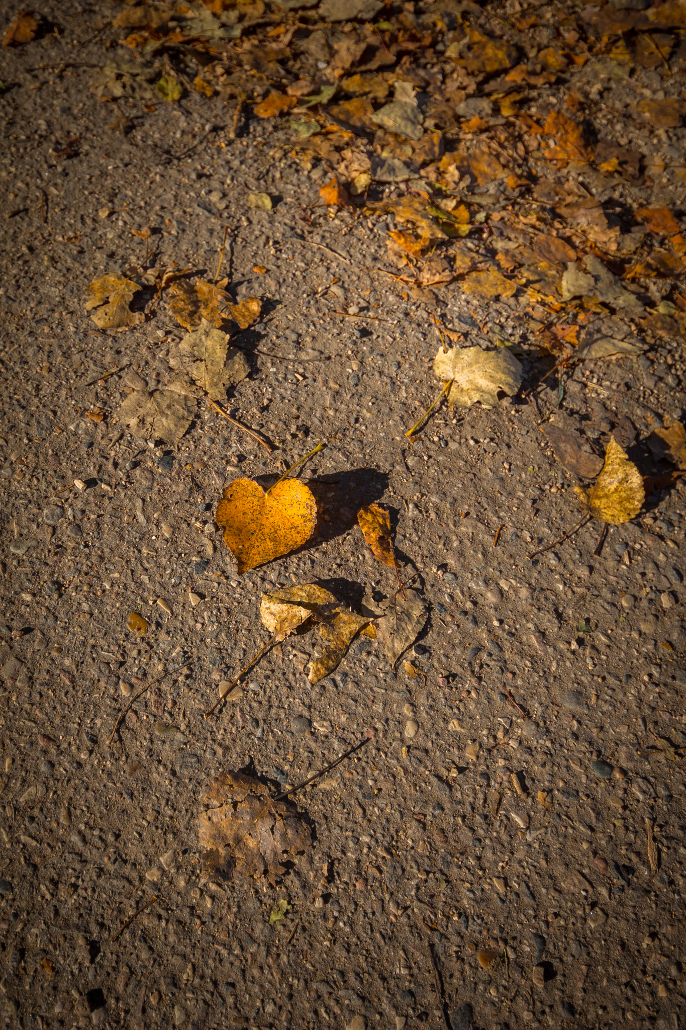 Canon EOS 650D (EOS Rebel T4i / EOS Kiss X6i) sample photo. Heart leaf photography
