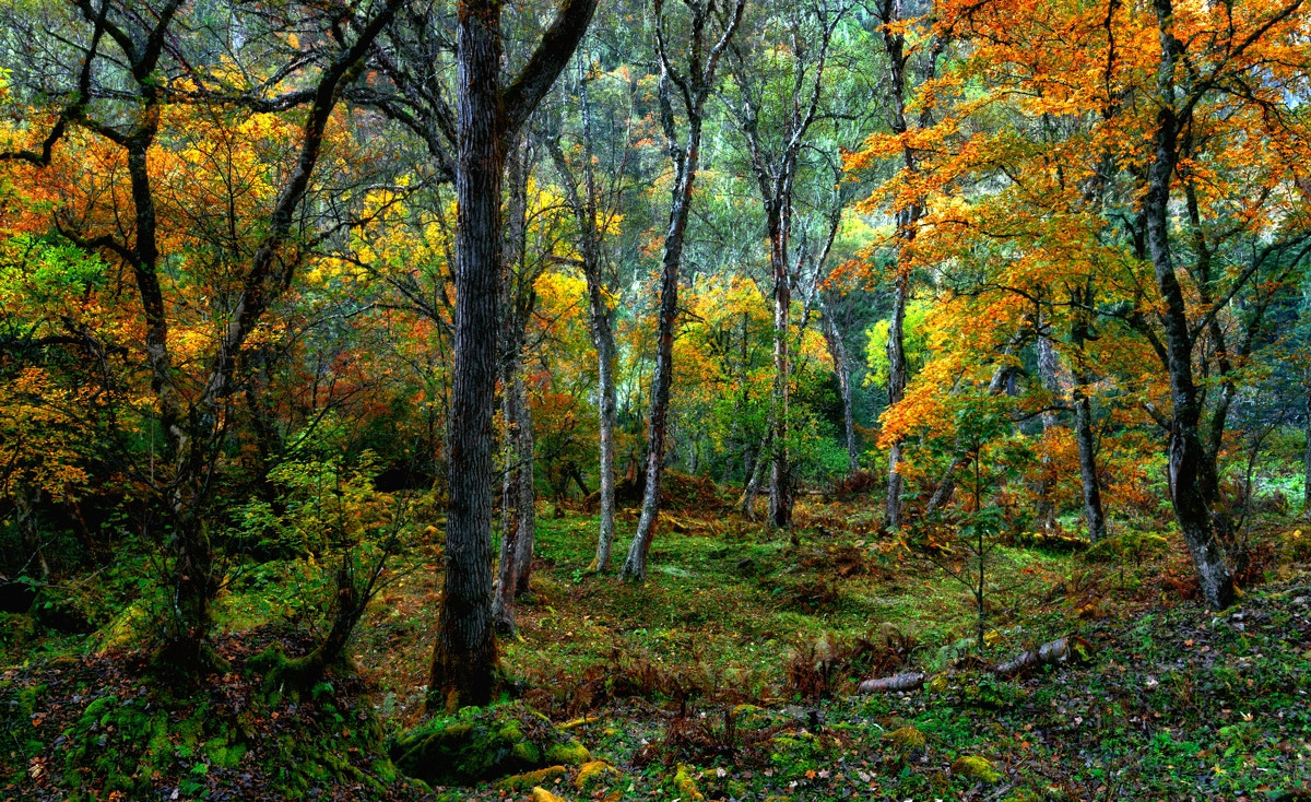 Nikon AF-S Nikkor 17-35mm F2.8D ED-IF sample photo. 梦幻森林 photography