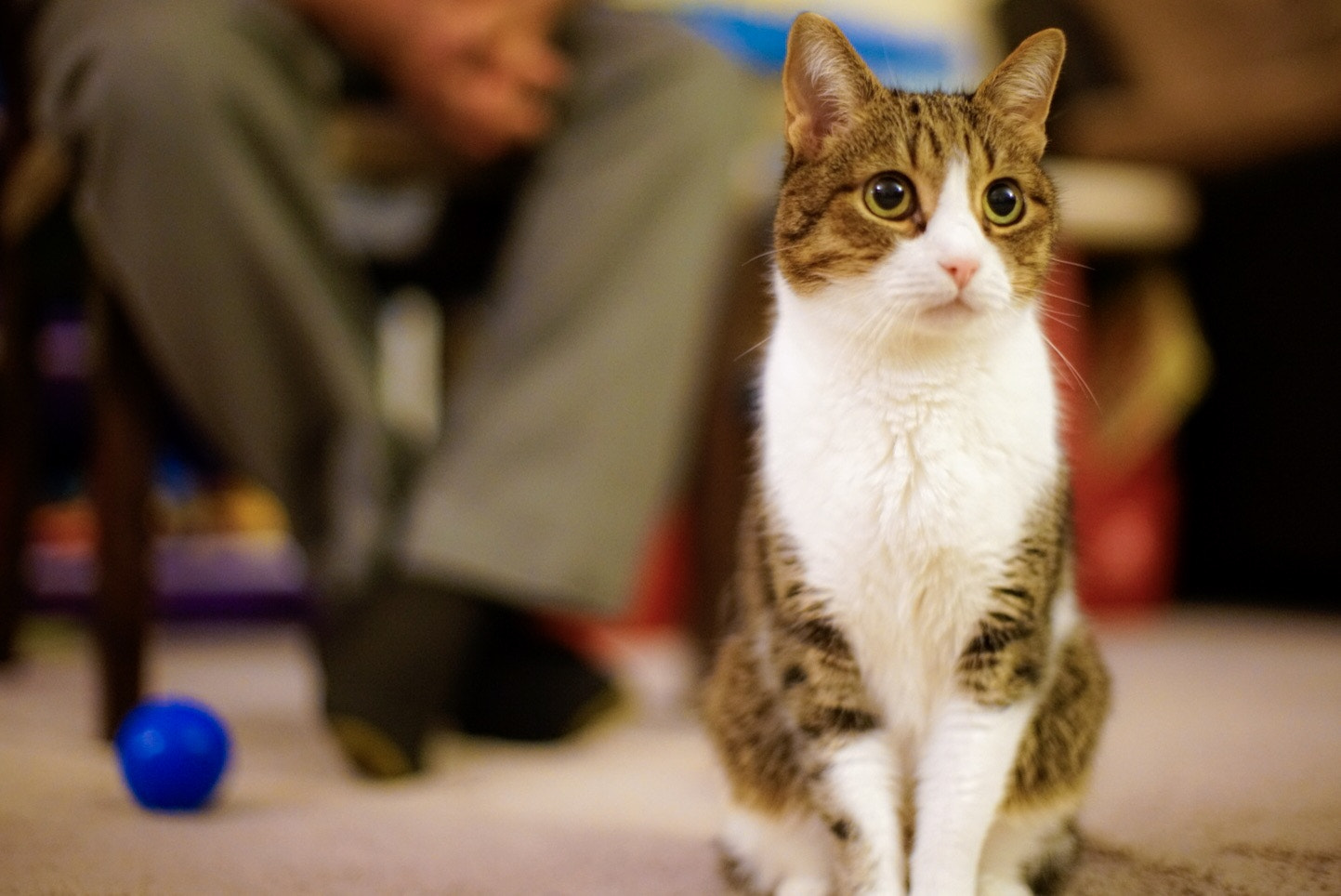 Canon EF 50mm F1.2L USM sample photo. Sunny, a cat from bulgaria living in america photography