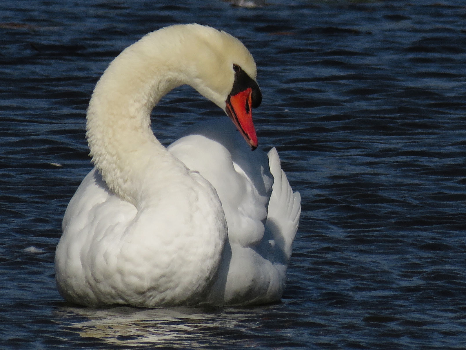 Canon PowerShot SX60 HS + 3.8 - 247.0 mm sample photo. Swan photography