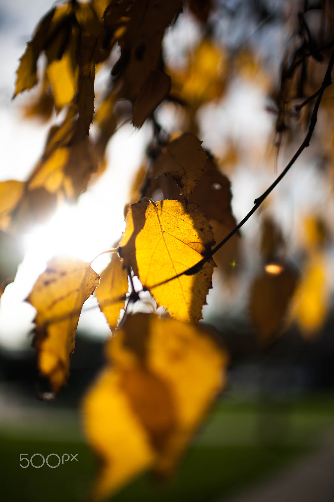Canon EOS 5D sample photo. Fall season photography