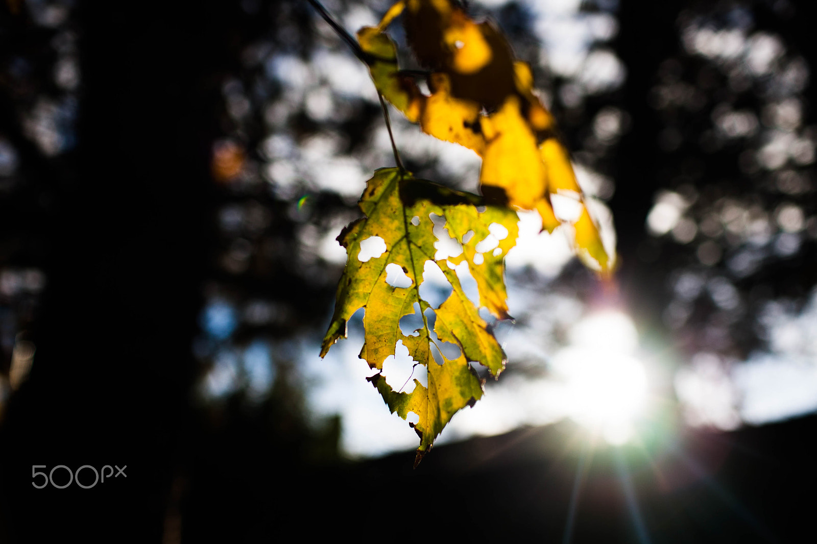 Canon EOS 5D sample photo. Fall season photography