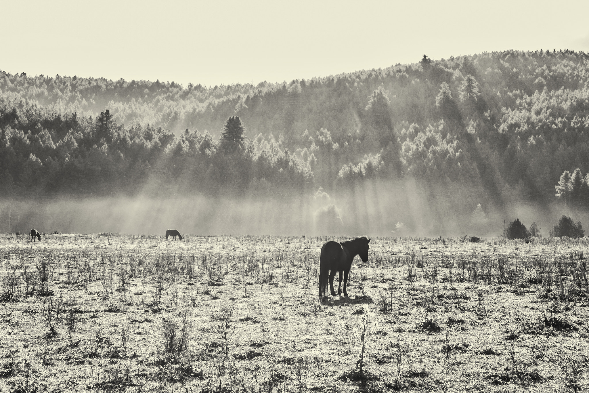 Sigma 18-35mm f/1.8 DC HSM sample photo. Grazing horses photography