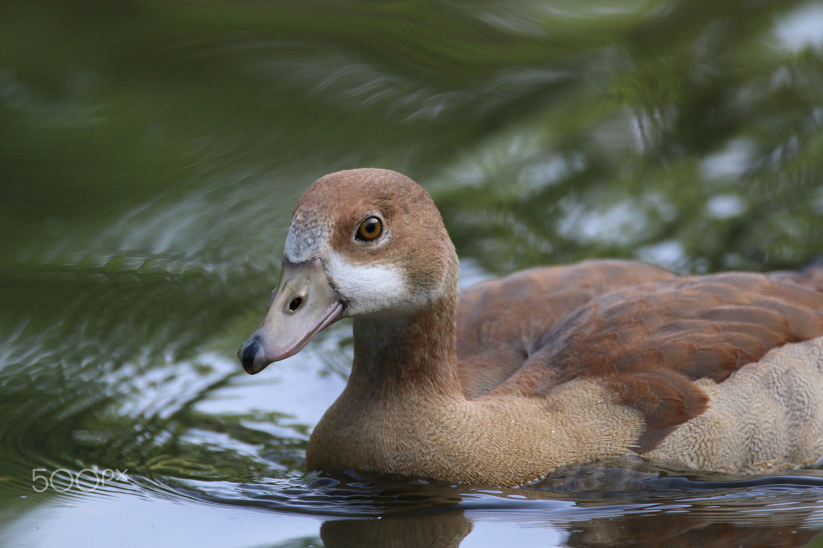 Sigma 150-600mm F5-6.3 DG OS HSM | C sample photo. Junge nilgans photography
