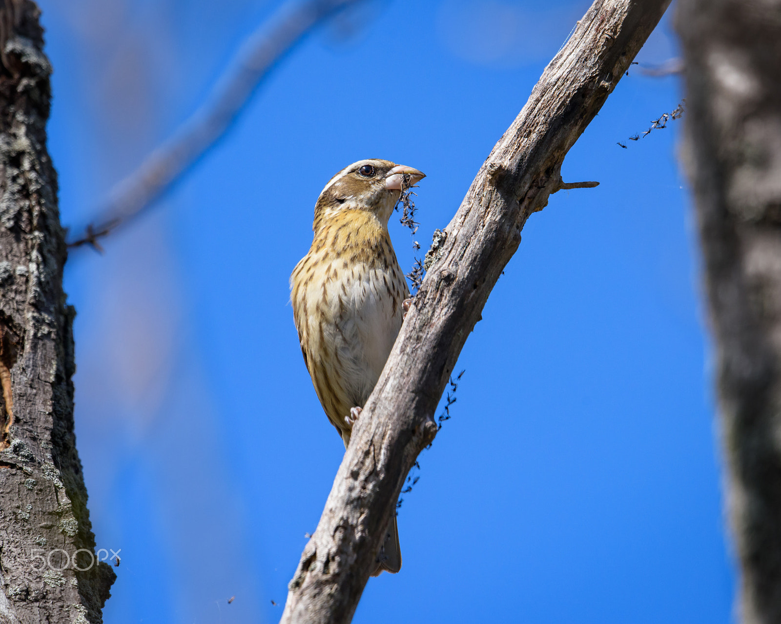 Nikon AF-S Nikkor 500mm F4E FL ED VR sample photo. Grosbeak with a yummy fly string photography