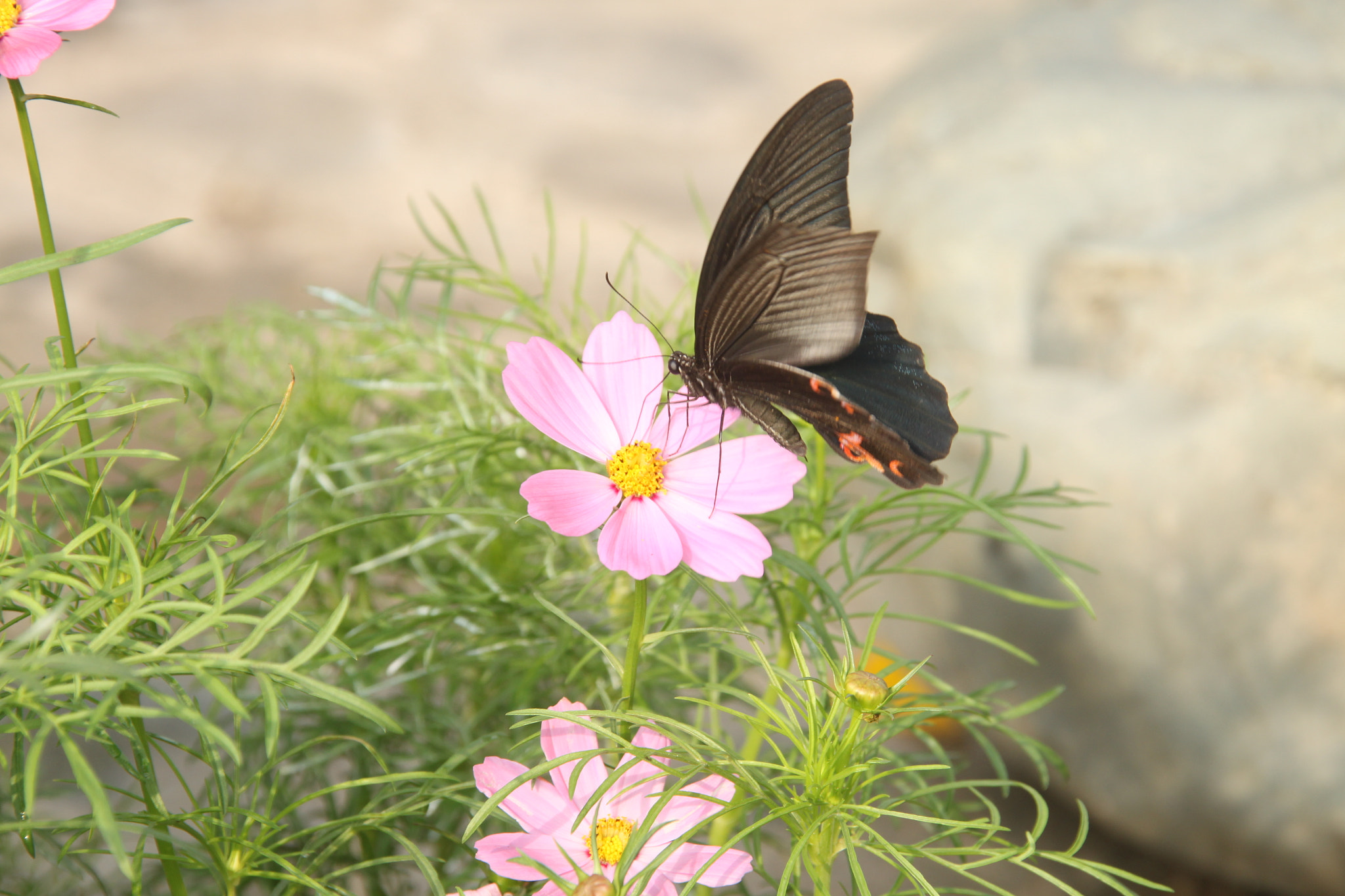 Sigma 18-200mm f/3.5-6.3 DC OS sample photo. The butterfly photography