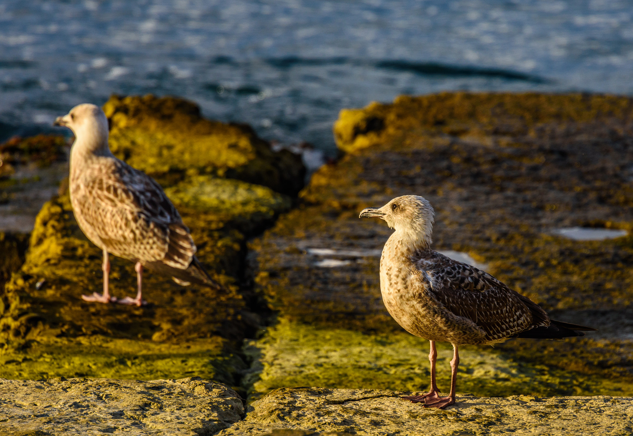 Nikon Nikkor AF-S 300mm F4E PF ED VR sample photo. Встречают рассвет photography