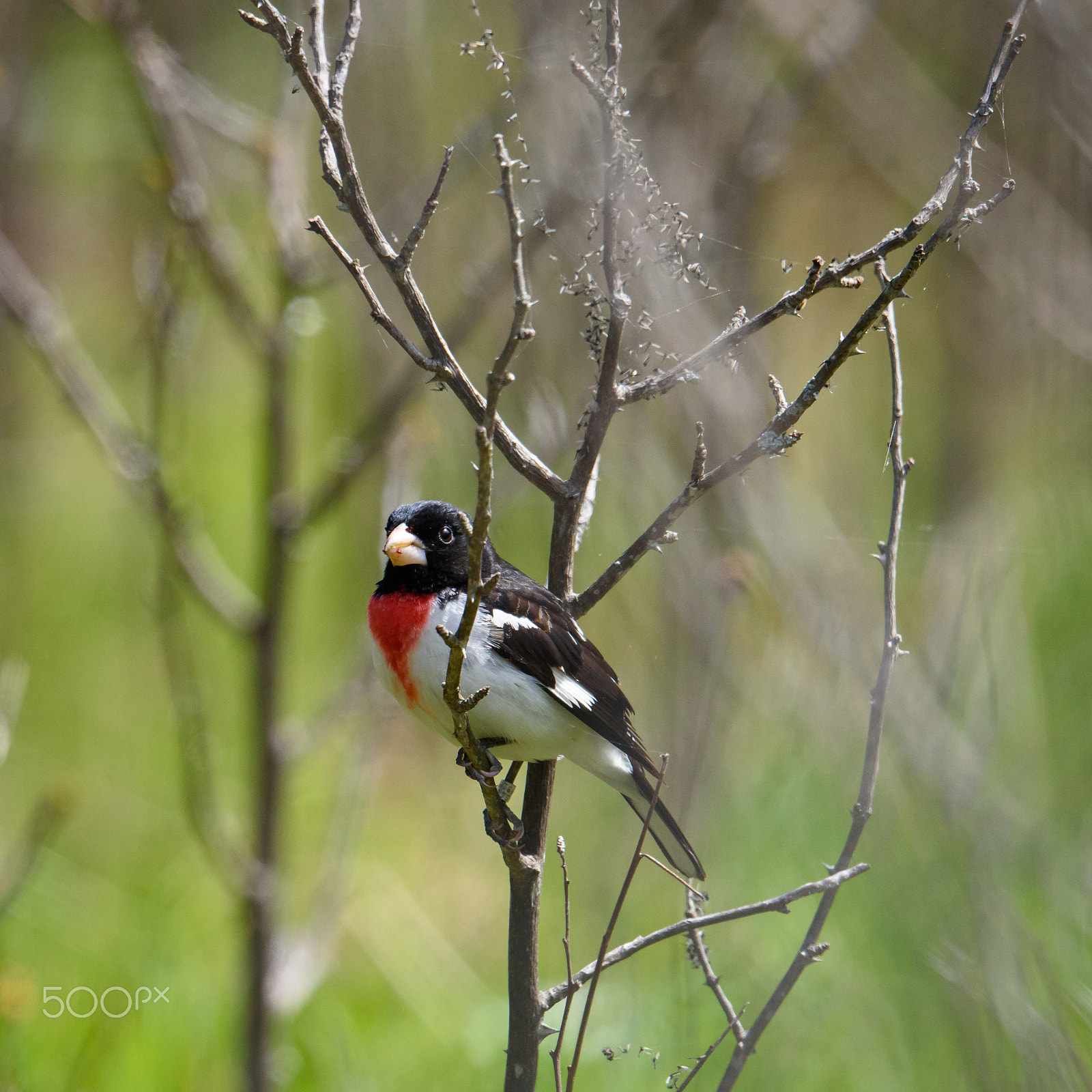 Nikon AF-S Nikkor 500mm F4E FL ED VR sample photo. Rose breasted grosbeak rests photography