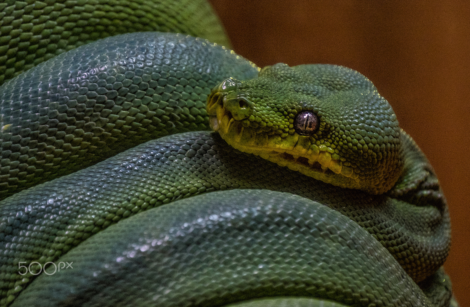Fujifilm XF 100-400mm F4.5-5.6 R LM OIS WR sample photo. Snake eyes photography