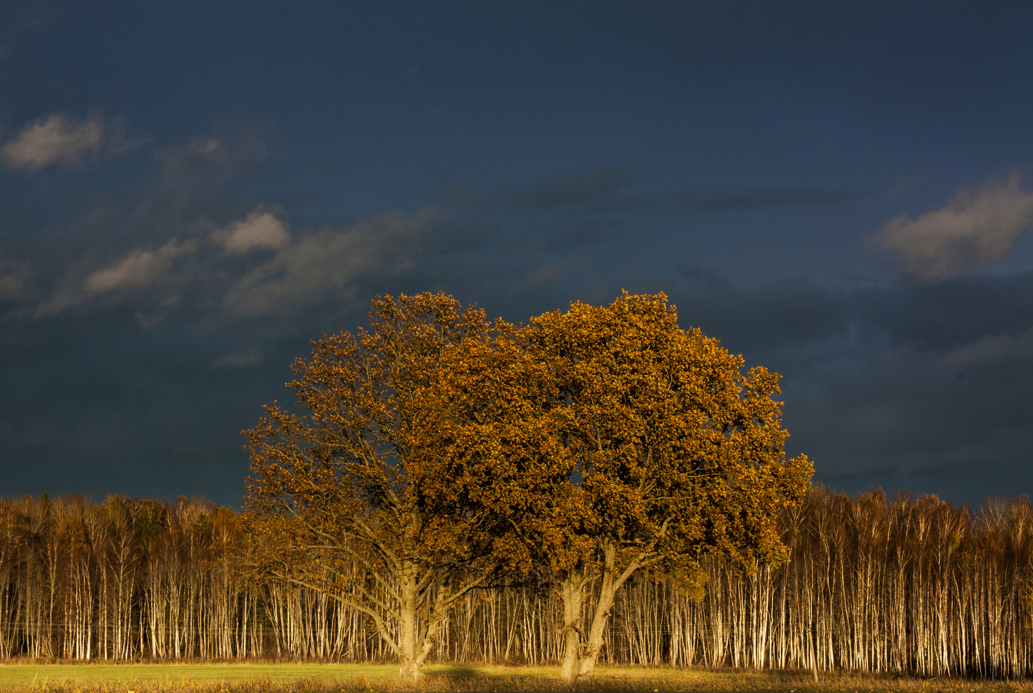 Canon EF-S 18-200mm F3.5-5.6 IS sample photo. Tree photography