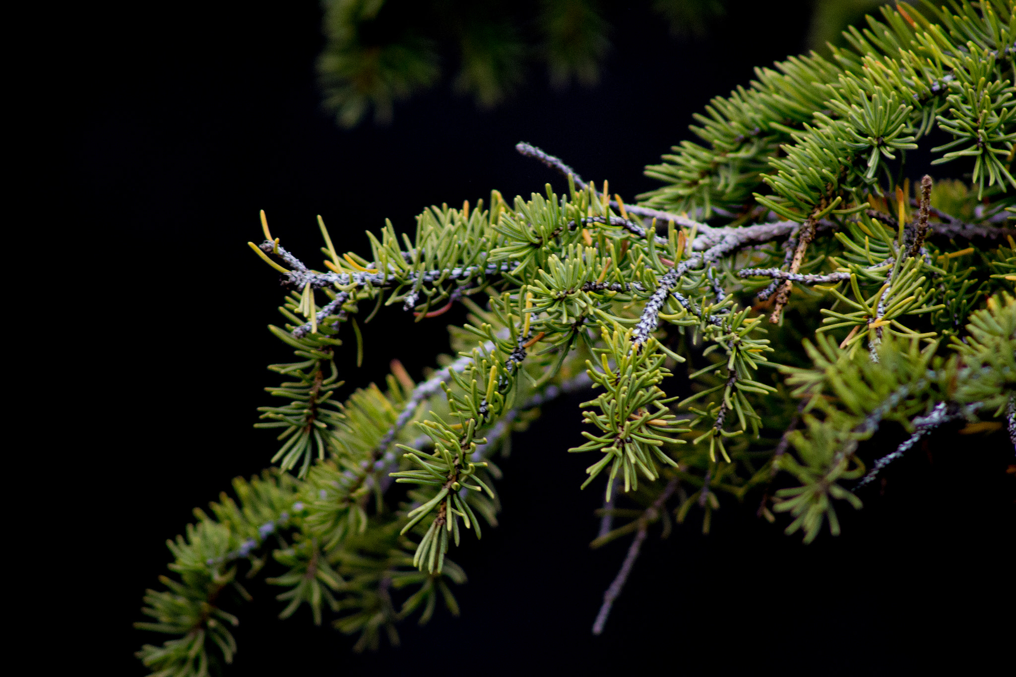 Canon EF 75-300mm f/4-5.6 USM sample photo. Img photography