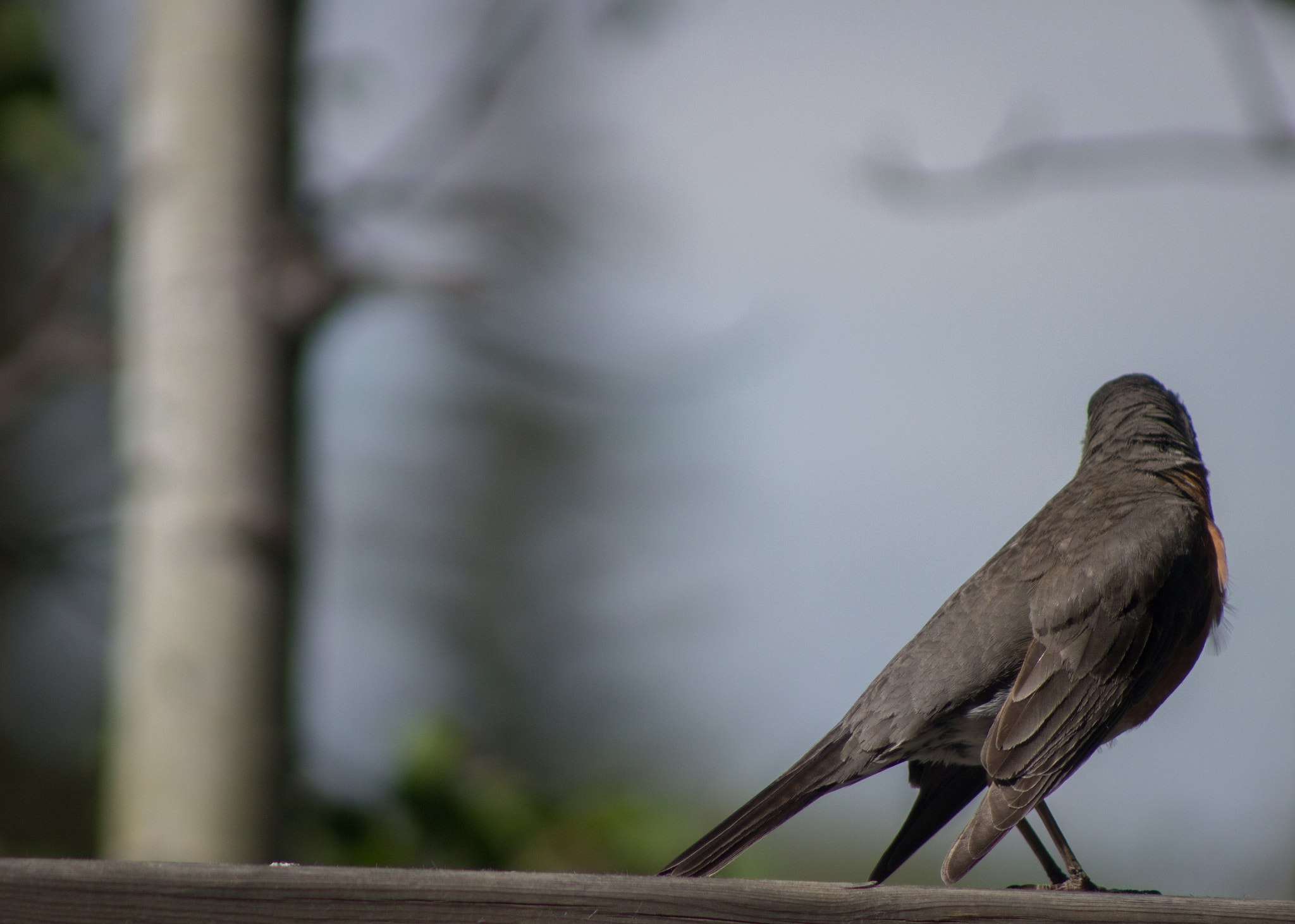 Canon EF 75-300mm f/4-5.6 USM sample photo. Looking for flight photography