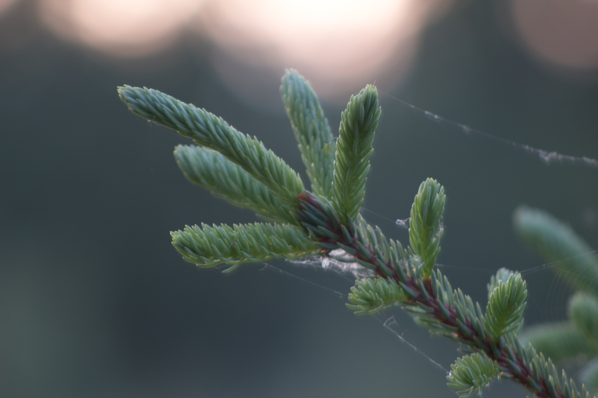 Canon EF 75-300mm f/4-5.6 USM sample photo. Webbed branch photography