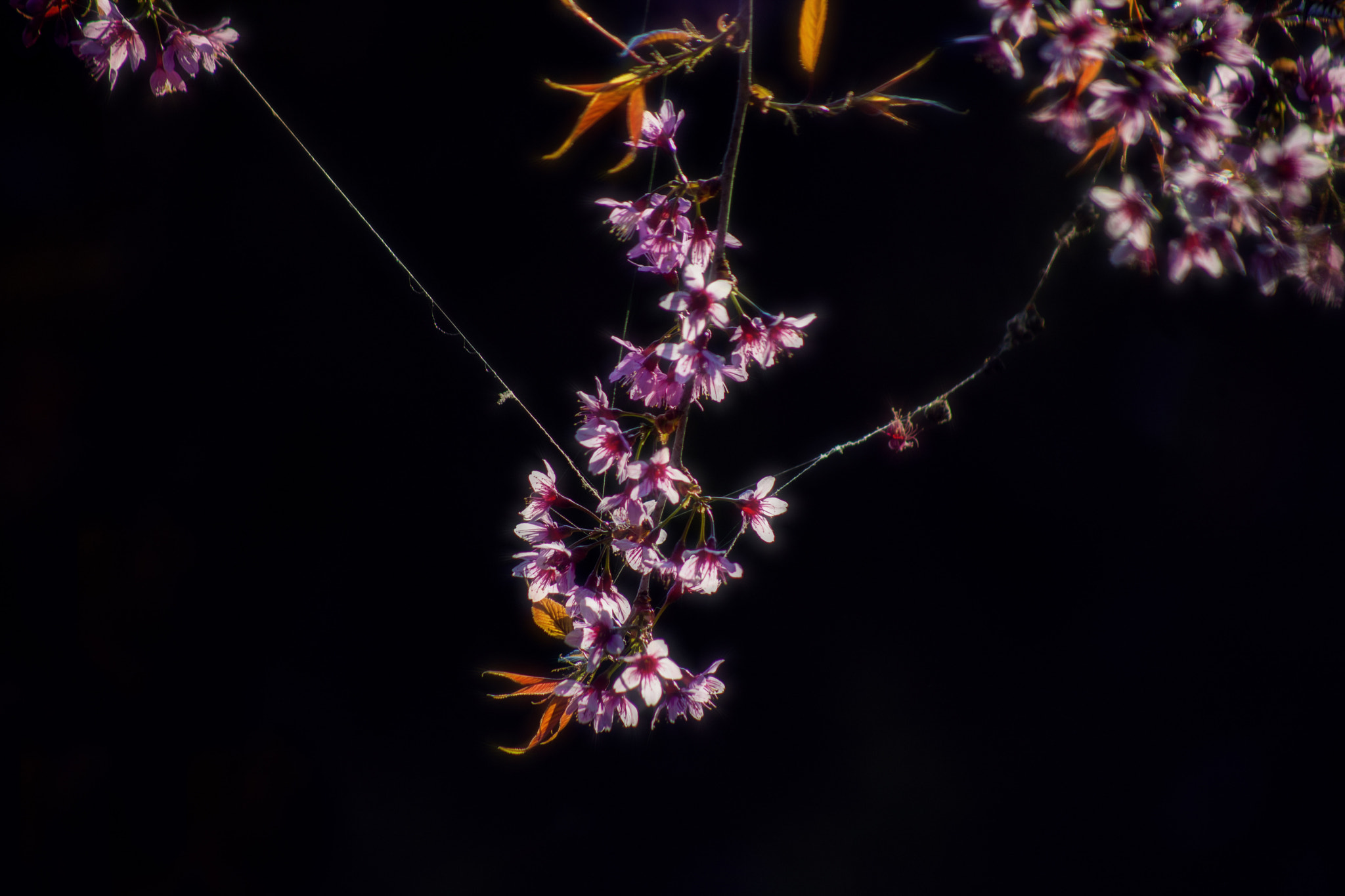 EF75-300mm f/4-5.6 sample photo. Cherry blossom photography
